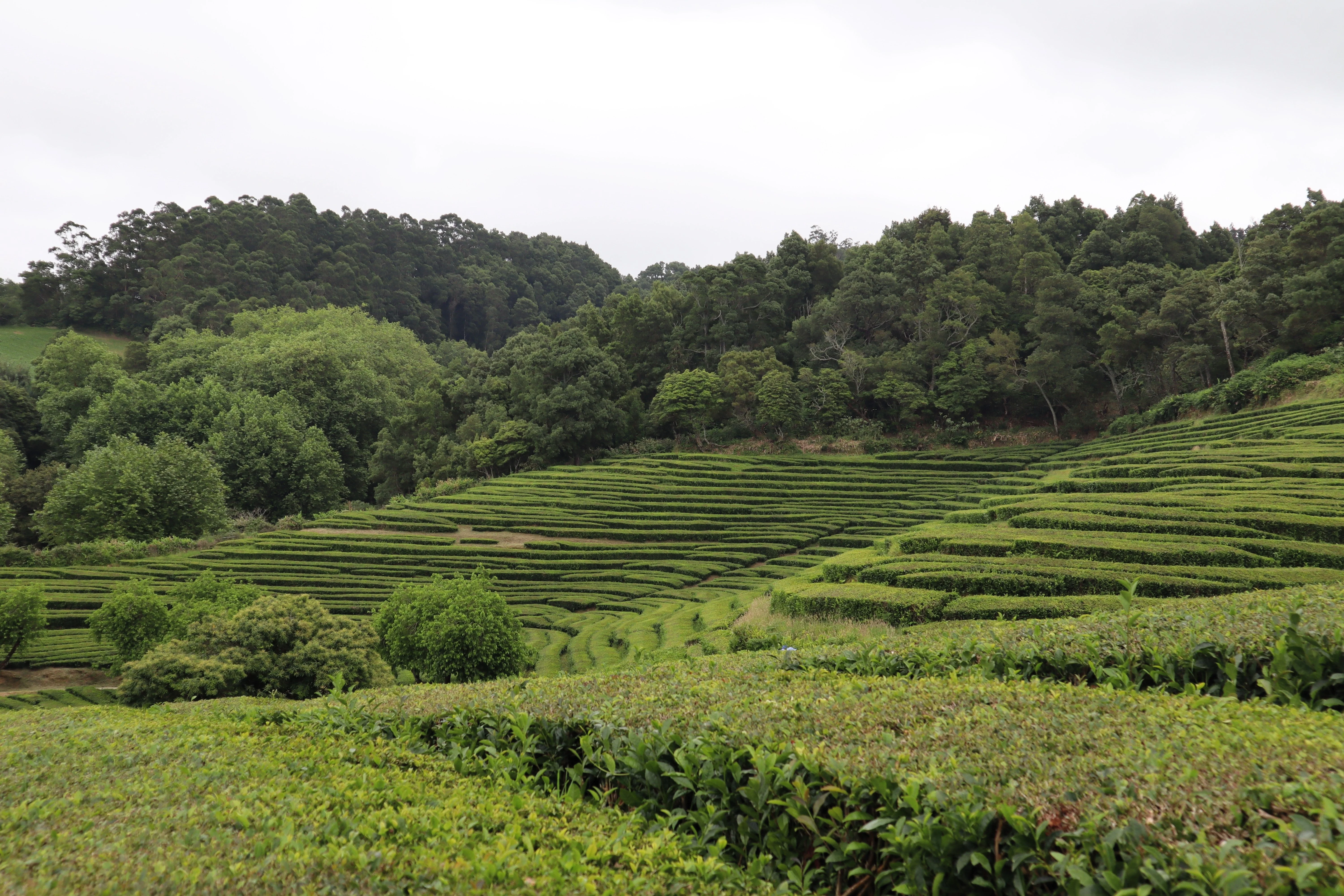 1 Lb Bulk TEA PLANT Black & Green Drinking Tea Camellia Sinensis Tree Shrub Herb Flower - Approx 385 Seeds - Image 10