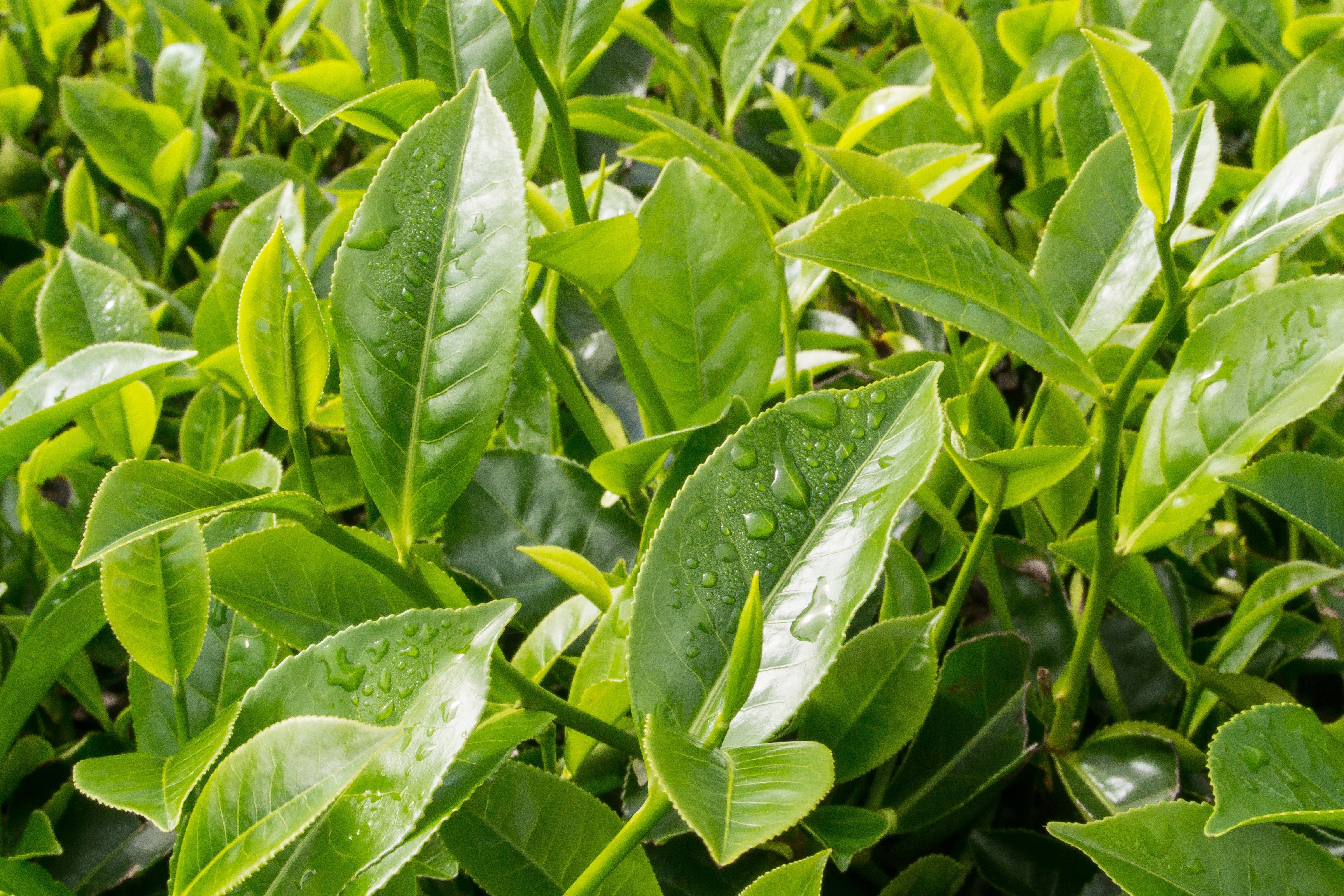 1 Lb Bulk TEA PLANT Black & Green Drinking Tea Camellia Sinensis Tree Shrub Herb Flower - Approx 385 Seeds - Image 4