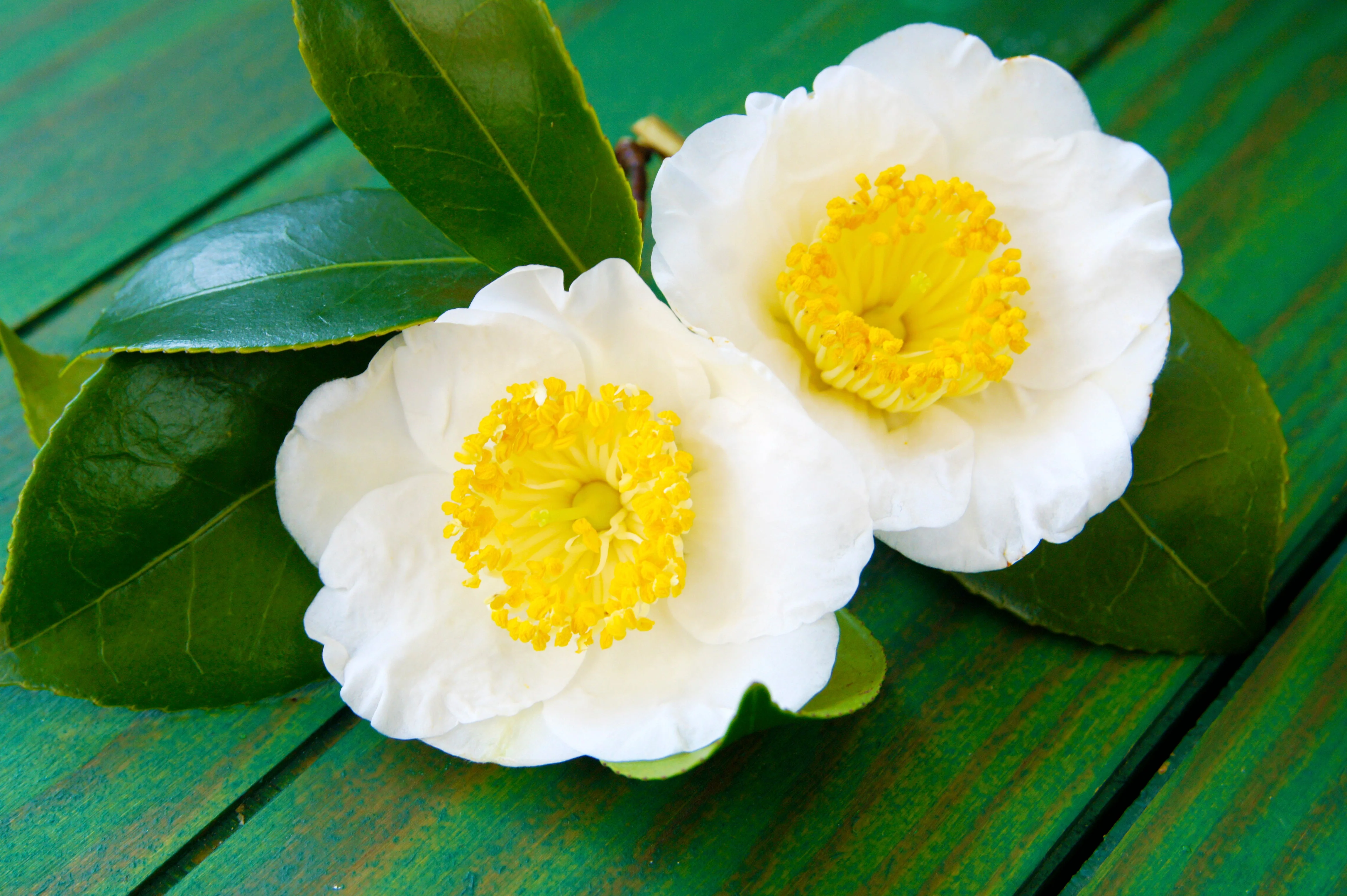 1 Lb Bulk TEA PLANT Black & Green Drinking Tea Camellia Sinensis Tree Shrub Herb Flower - Approx 385 Seeds - Image 7