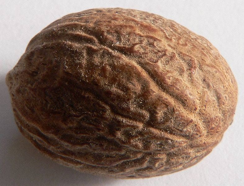 1 NUTMEG TREE Seed Myristica Fragrans Pala MACE Fruit Nut Pumpkin Pie Spice - Image 8