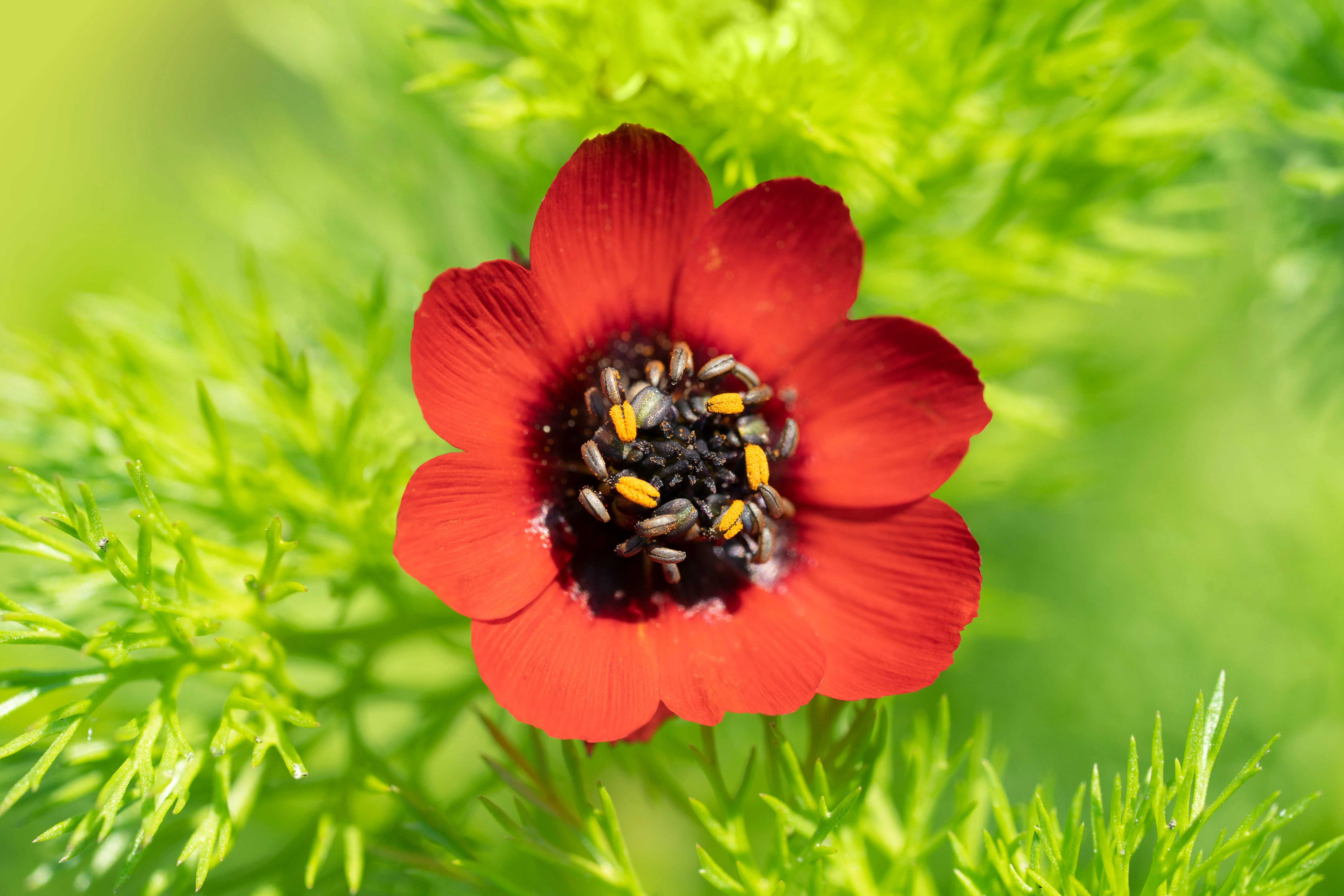 10 ADONIS PHEASANTS EYE Adonis Aestivalis Red & Black Flower Seeds - Image 2