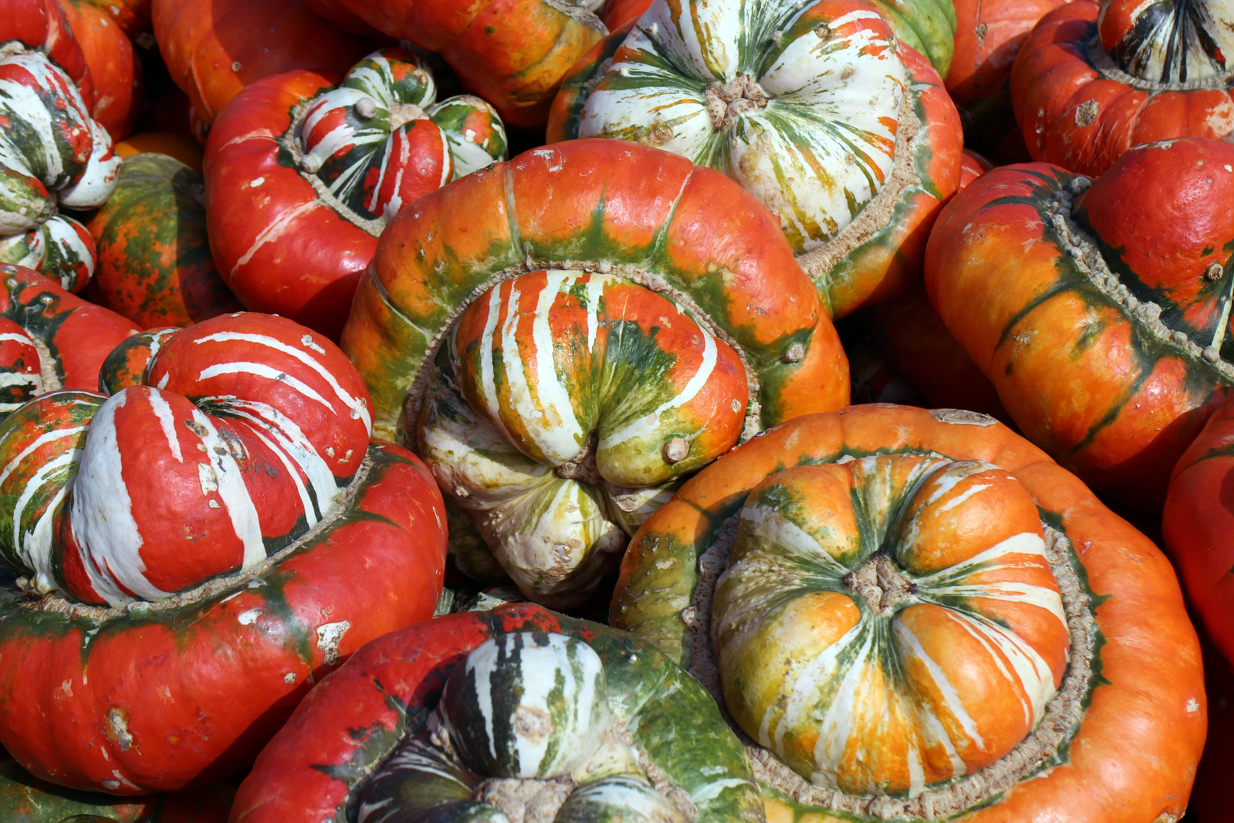 10 American TURKS TURBAN SQUASH Gourd Cucurbita Maxima Vine Seeds - Image 3