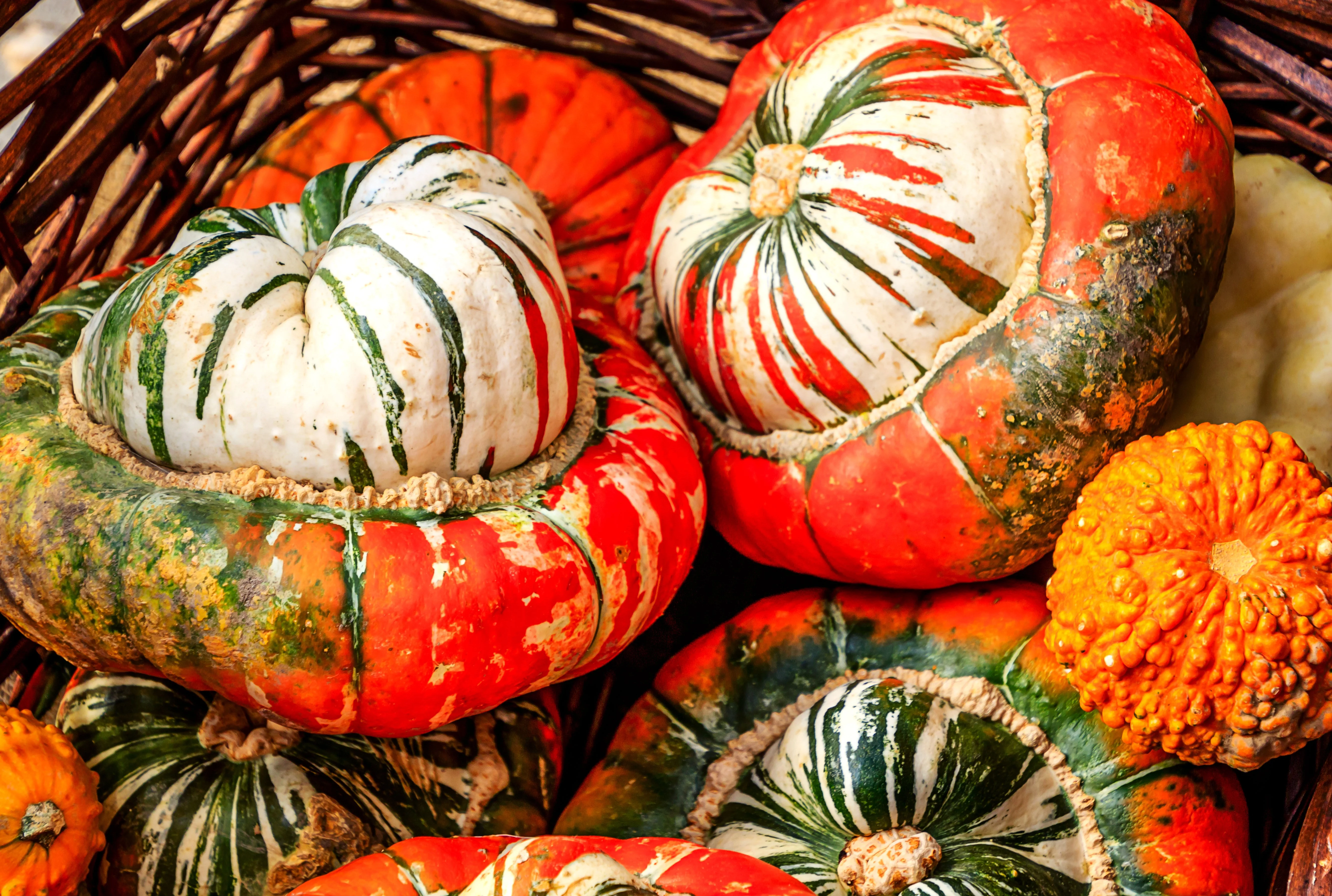 10 American TURKS TURBAN SQUASH Gourd Cucurbita Maxima Vine Seeds - Image 6
