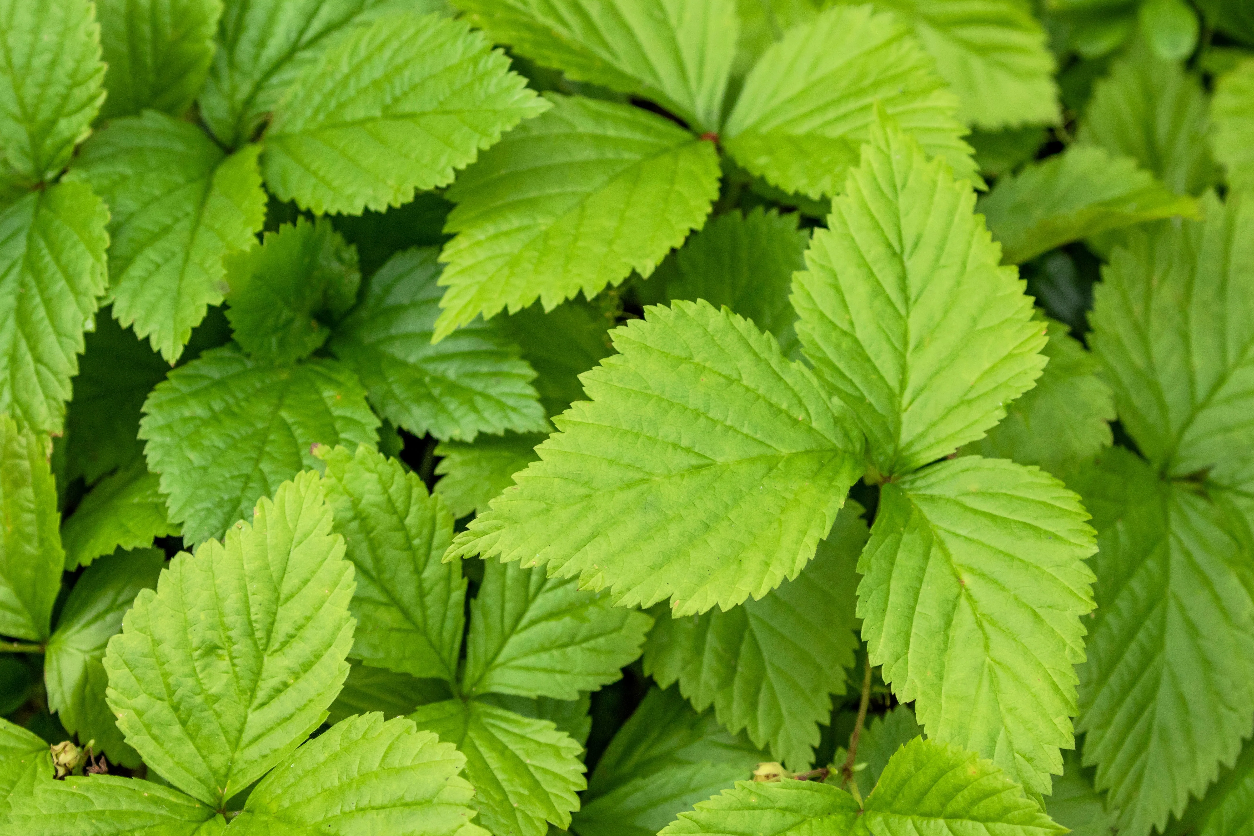 10 ARCTIC RASPBERRY Nagoonberry Rubus Arcticus Red Berry Fruit Bramble Seeds - Image 13