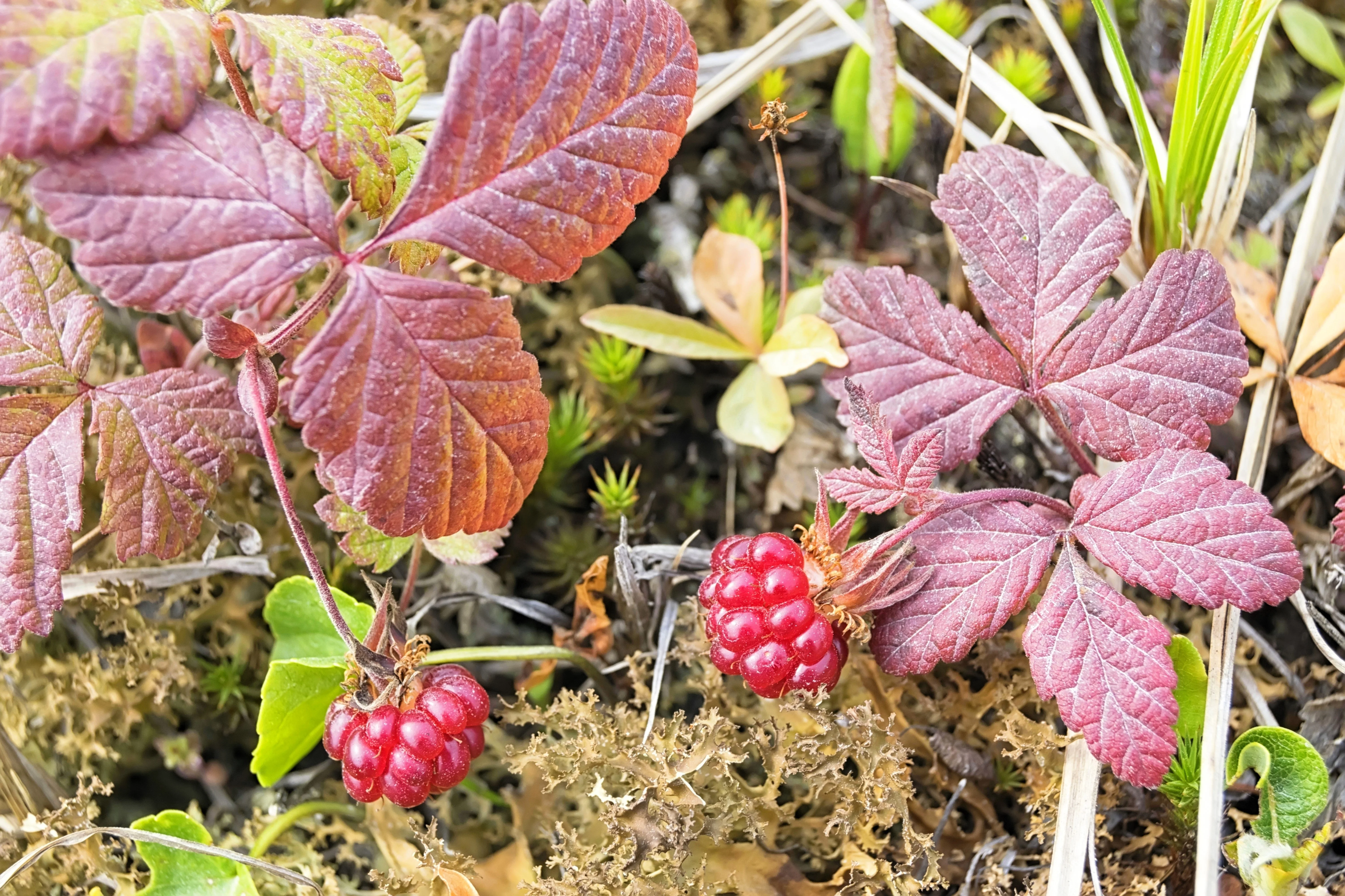 10 ARCTIC RASPBERRY Nagoonberry Rubus Arcticus Red Berry Fruit Bramble Seeds - Image 9