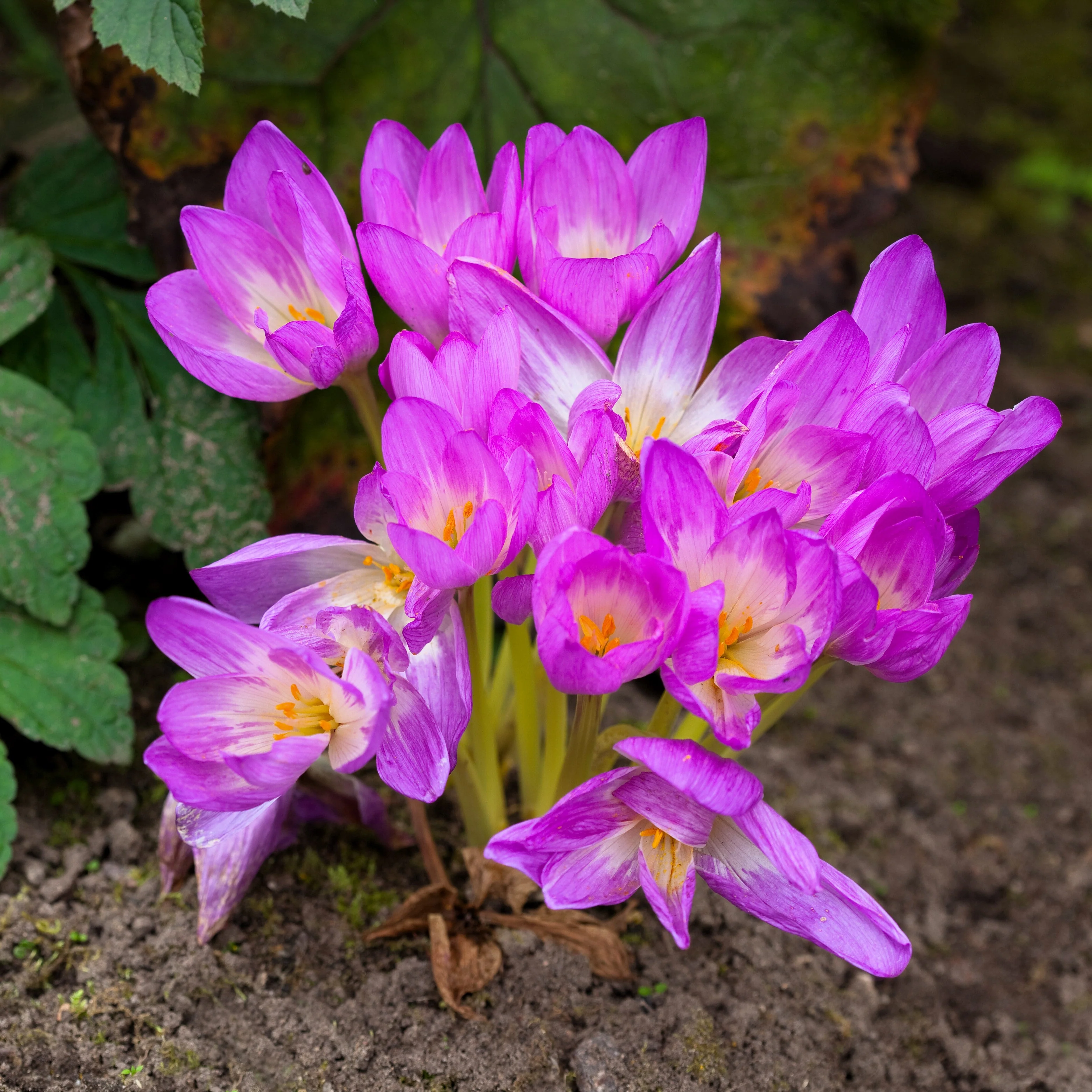 10 AUTUMN CROCUS Colchicum Autumnale Meadow Saffron Flower Seeds - Image 12