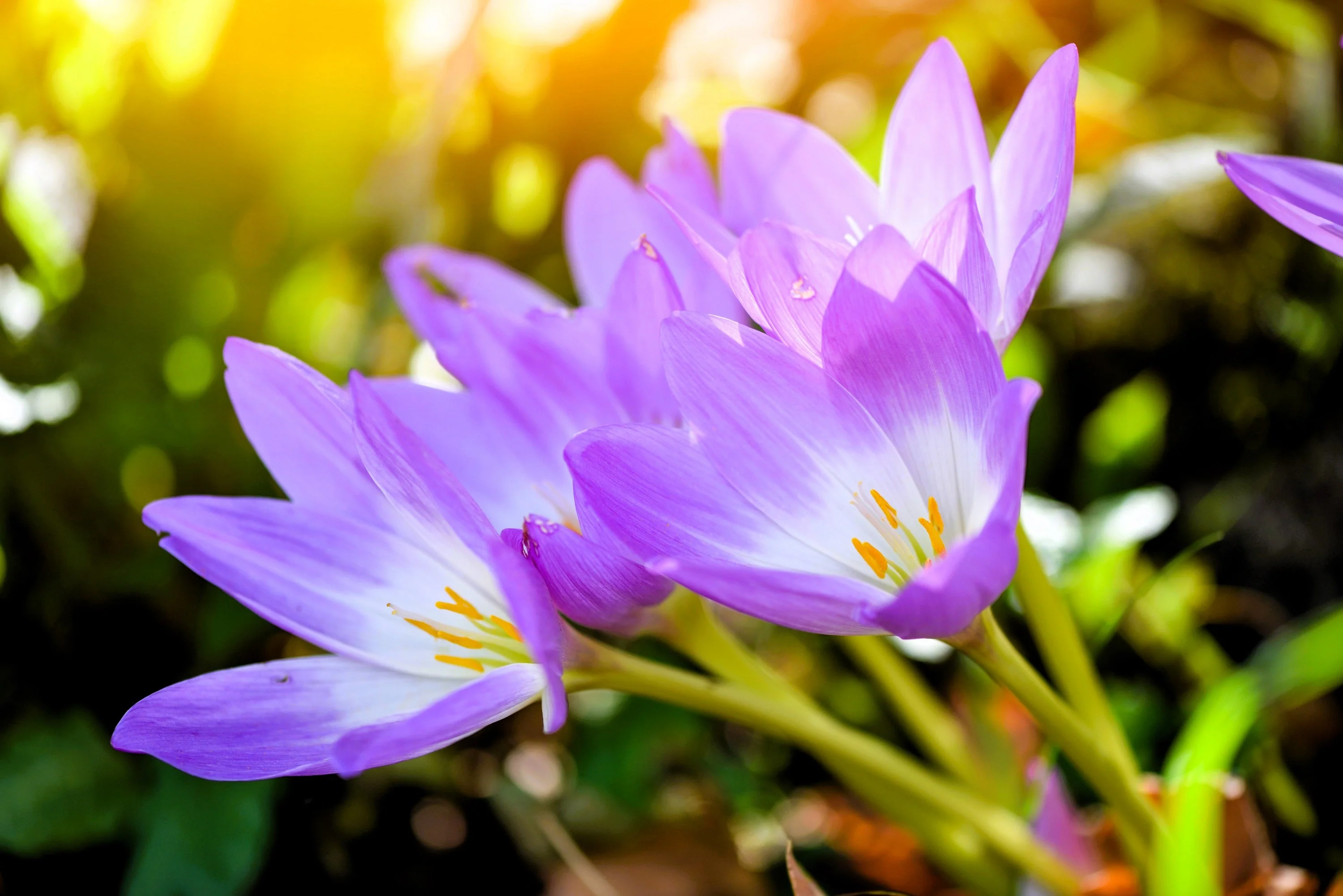 10 AUTUMN CROCUS Colchicum Autumnale Meadow Saffron Flower Seeds - Image 2