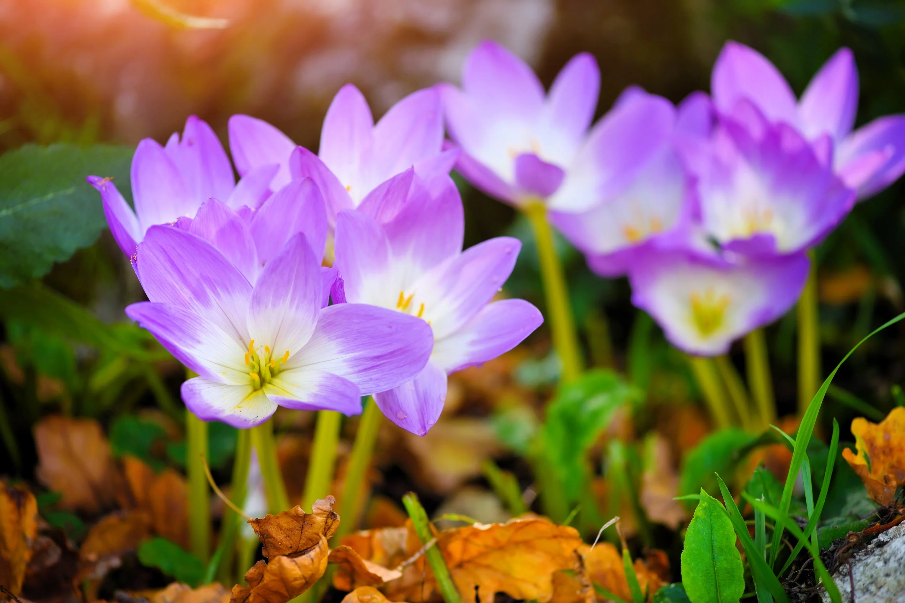 10 AUTUMN CROCUS Colchicum Autumnale Meadow Saffron Flower Seeds - Image 3