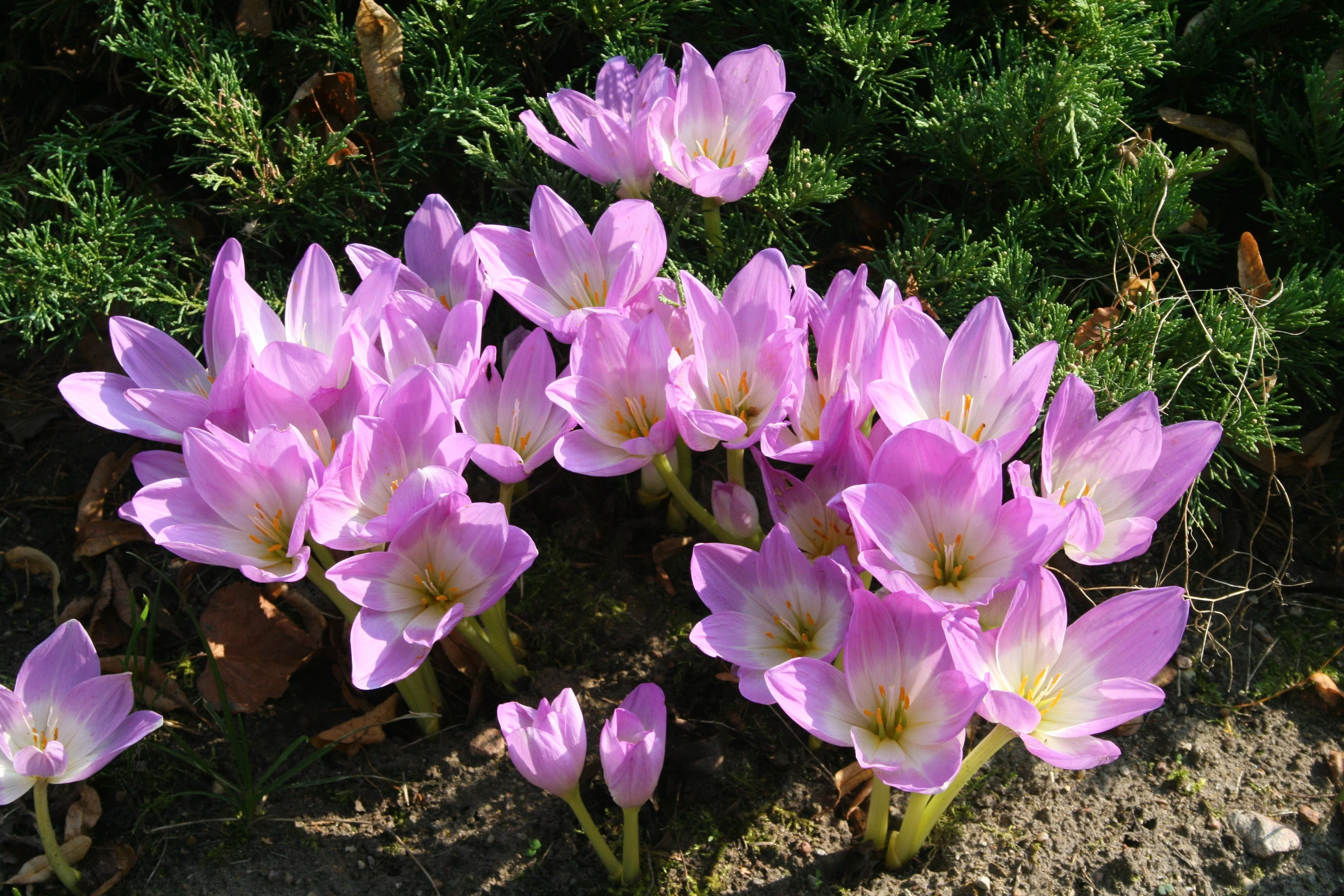 10 AUTUMN CROCUS Colchicum Autumnale Meadow Saffron Flower Seeds - Image 9