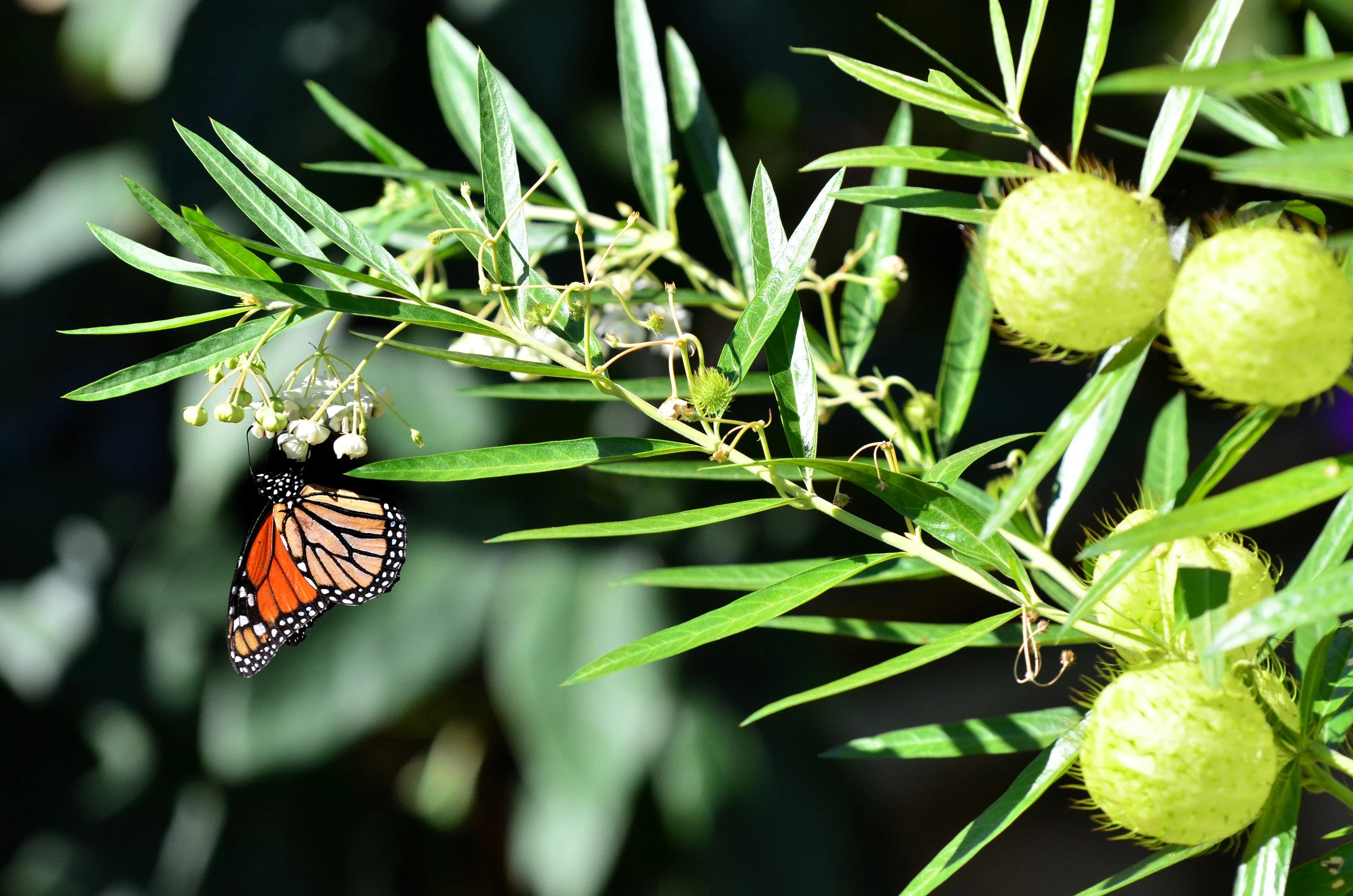 10 BALLOON MILKWEED Hairy Balls Butterfly Weed Asclepias Gomphocarpus Physocarpus Monarch Flower Seeds - Image 11