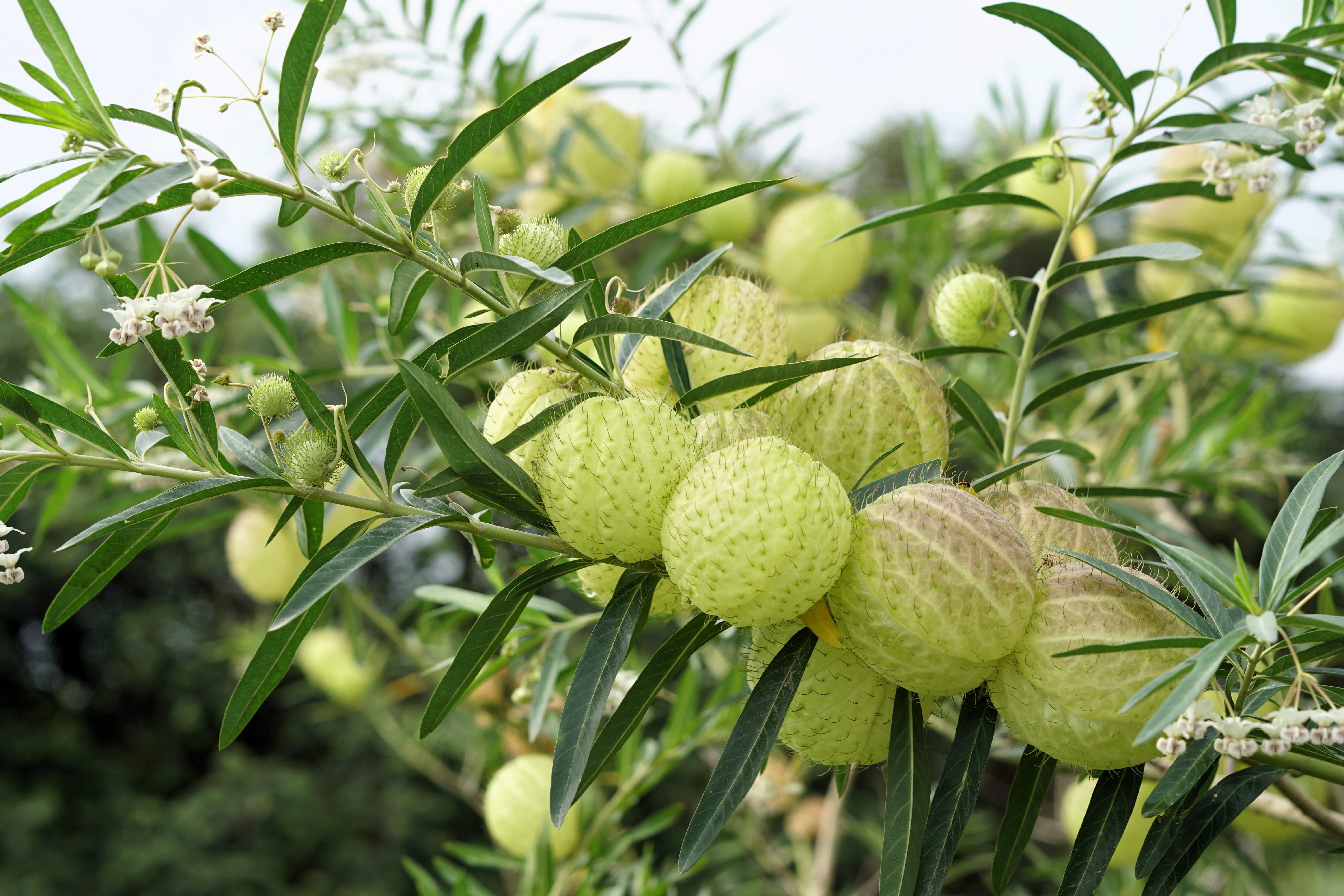 10 BALLOON MILKWEED Hairy Balls Butterfly Weed Asclepias Gomphocarpus Physocarpus Monarch Flower Seeds - Image 12