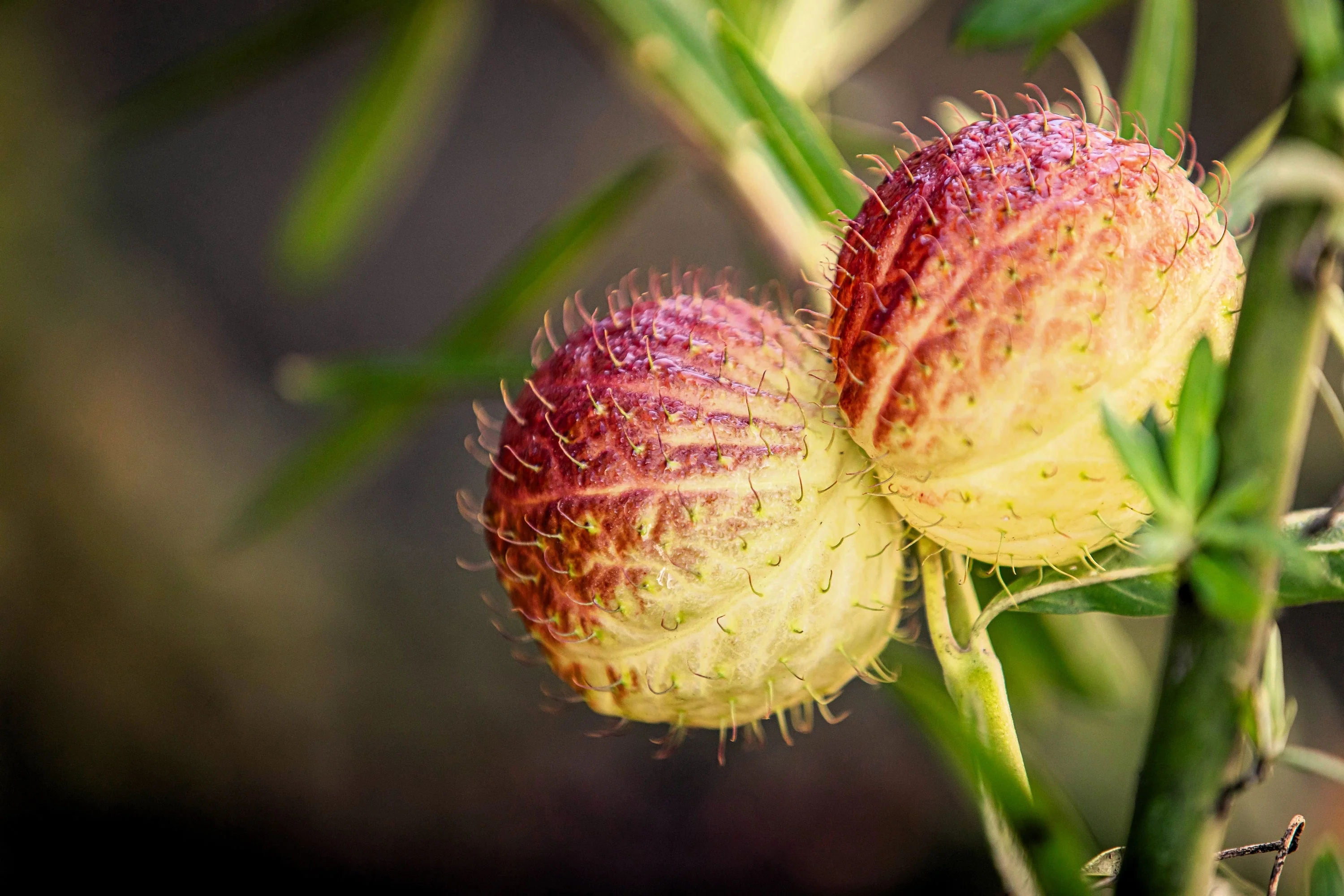10 BALLOON MILKWEED Hairy Balls Butterfly Weed Asclepias Gomphocarpus Physocarpus Monarch Flower Seeds - Image 5