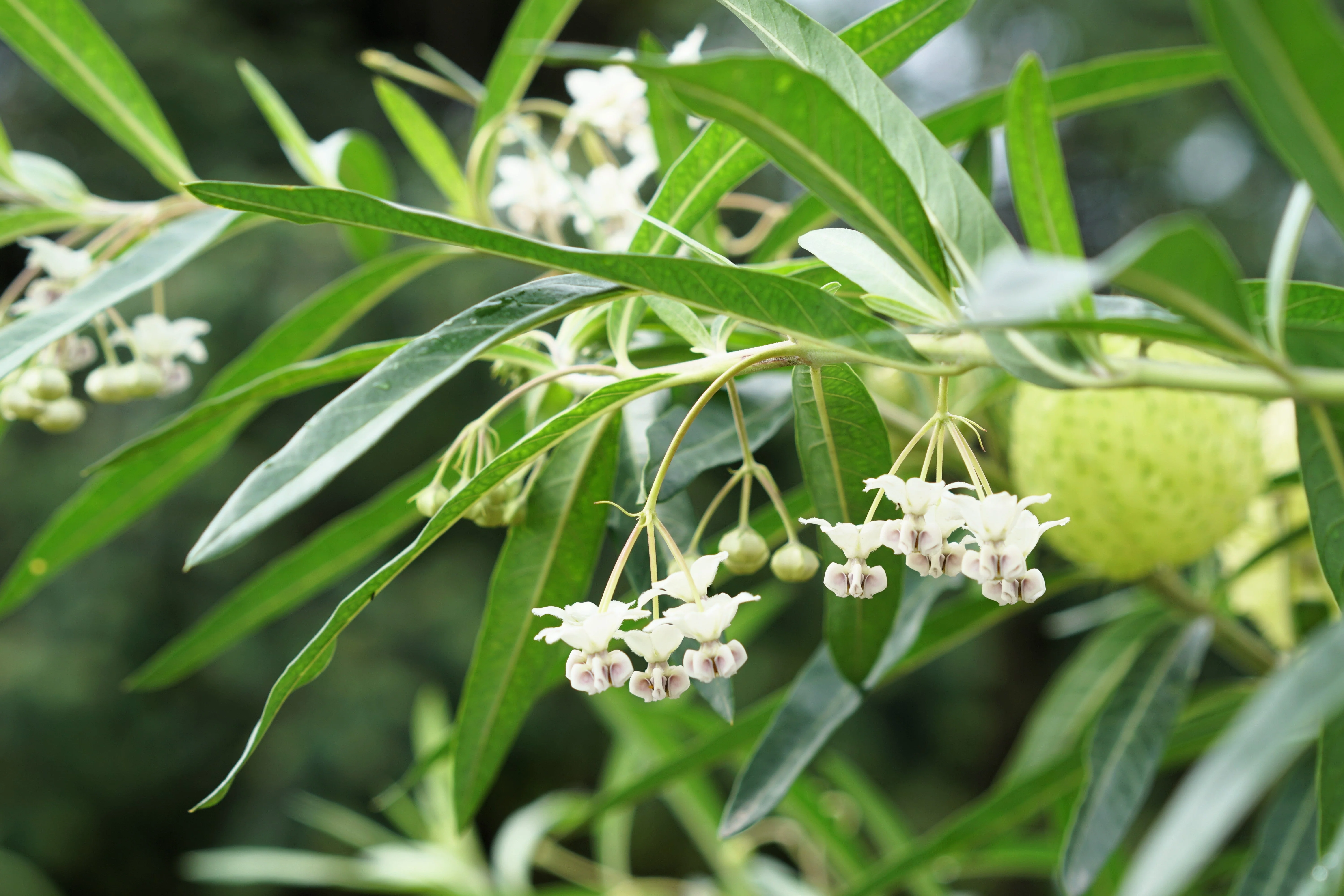 10 BALLOON MILKWEED Hairy Balls Butterfly Weed Asclepias Gomphocarpus Physocarpus Monarch Flower Seeds - Image 7