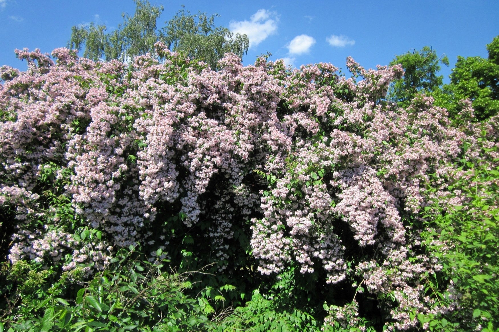10 BEAUTY BUSH SHRUB Beautybush Kolkwitzia Amabilis Pink & White Flower Red Berry Seeds - Image 11