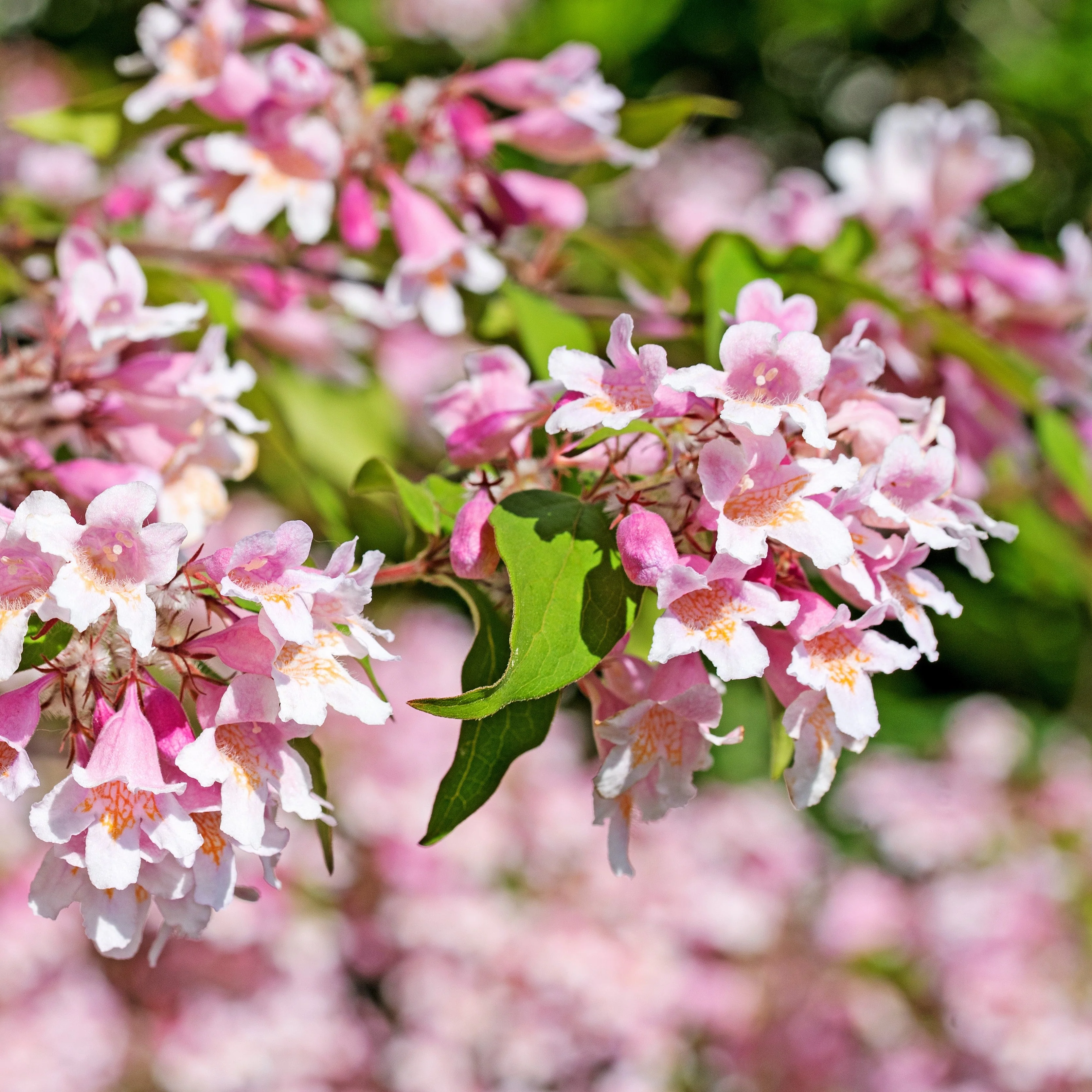 10 BEAUTY BUSH SHRUB Beautybush Kolkwitzia Amabilis Pink & White Flower Red Berry Seeds - Image 12