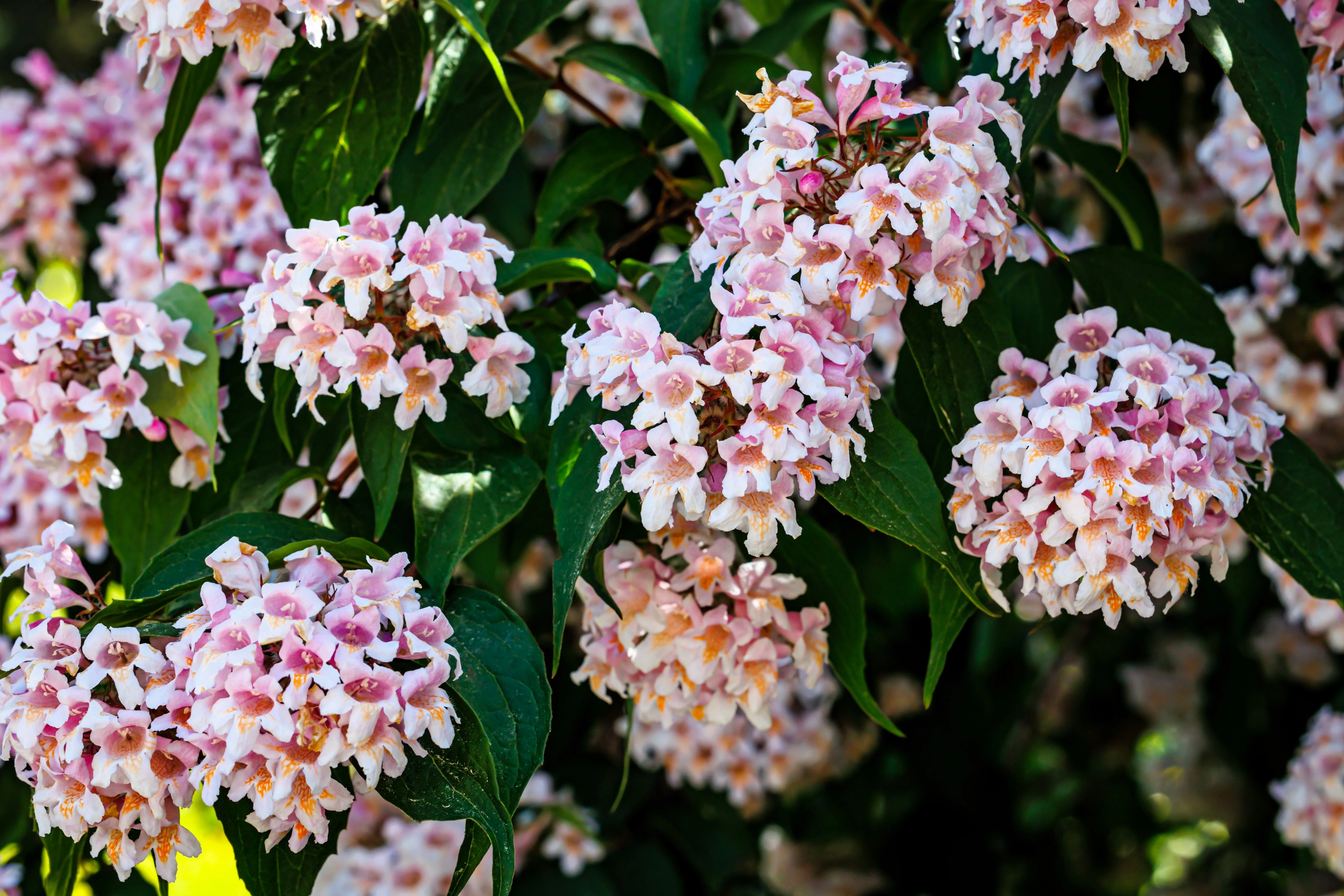 10 BEAUTY BUSH SHRUB Beautybush Kolkwitzia Amabilis Pink & White Flower Red Berry Seeds - Image 9