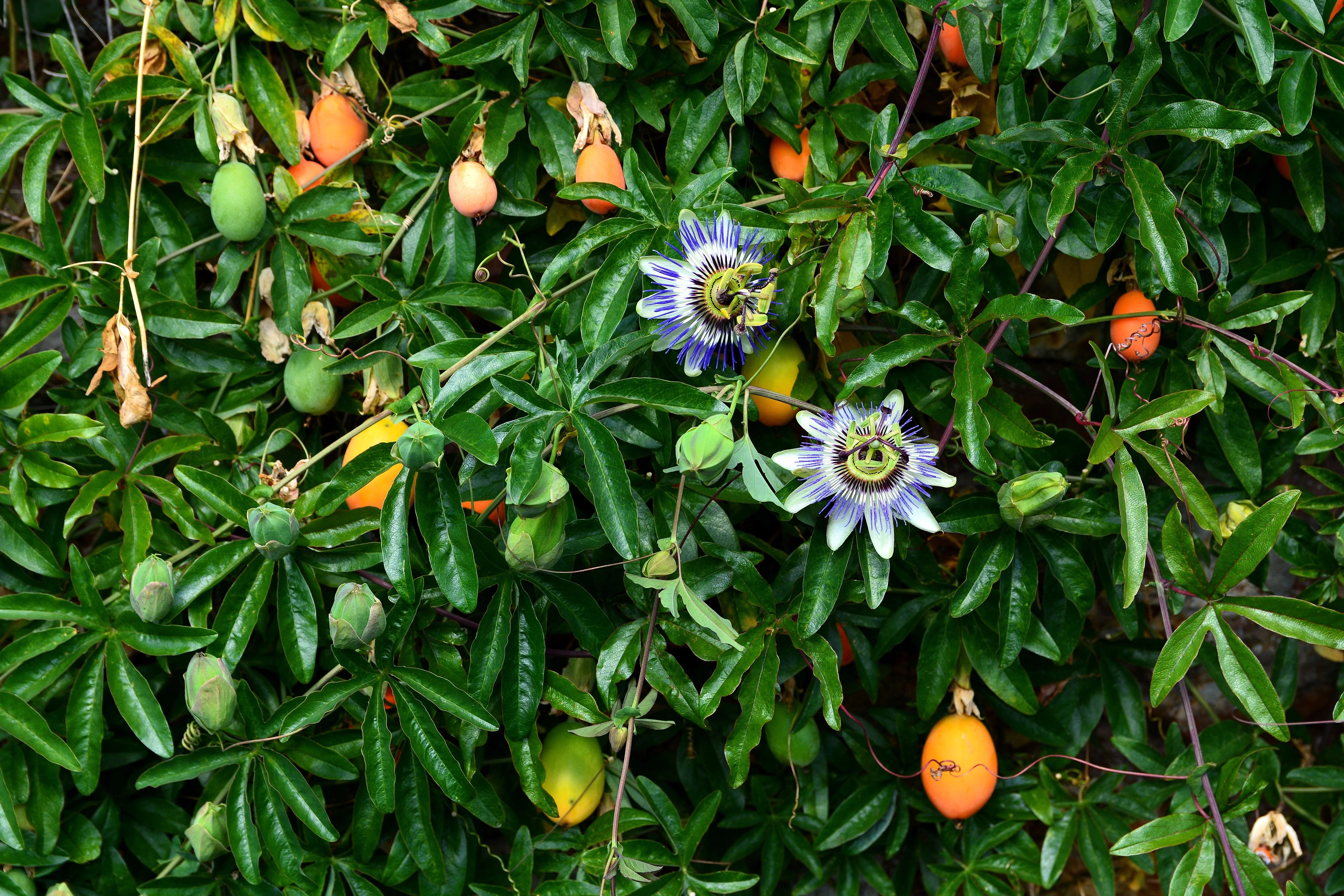 10 Blue Crown PASSION FLOWER / Passion FRUIT Passiflora Caerulea Orange Fruit Vine Seeds - Image 7