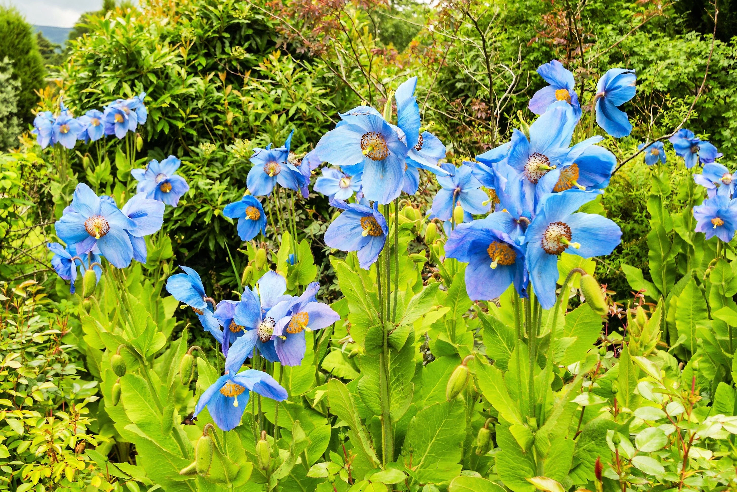 10 BLUE HIMALAYAN POPPY Tibetan Meconopsis Betonicifolia Flower Seeds - Image 10
