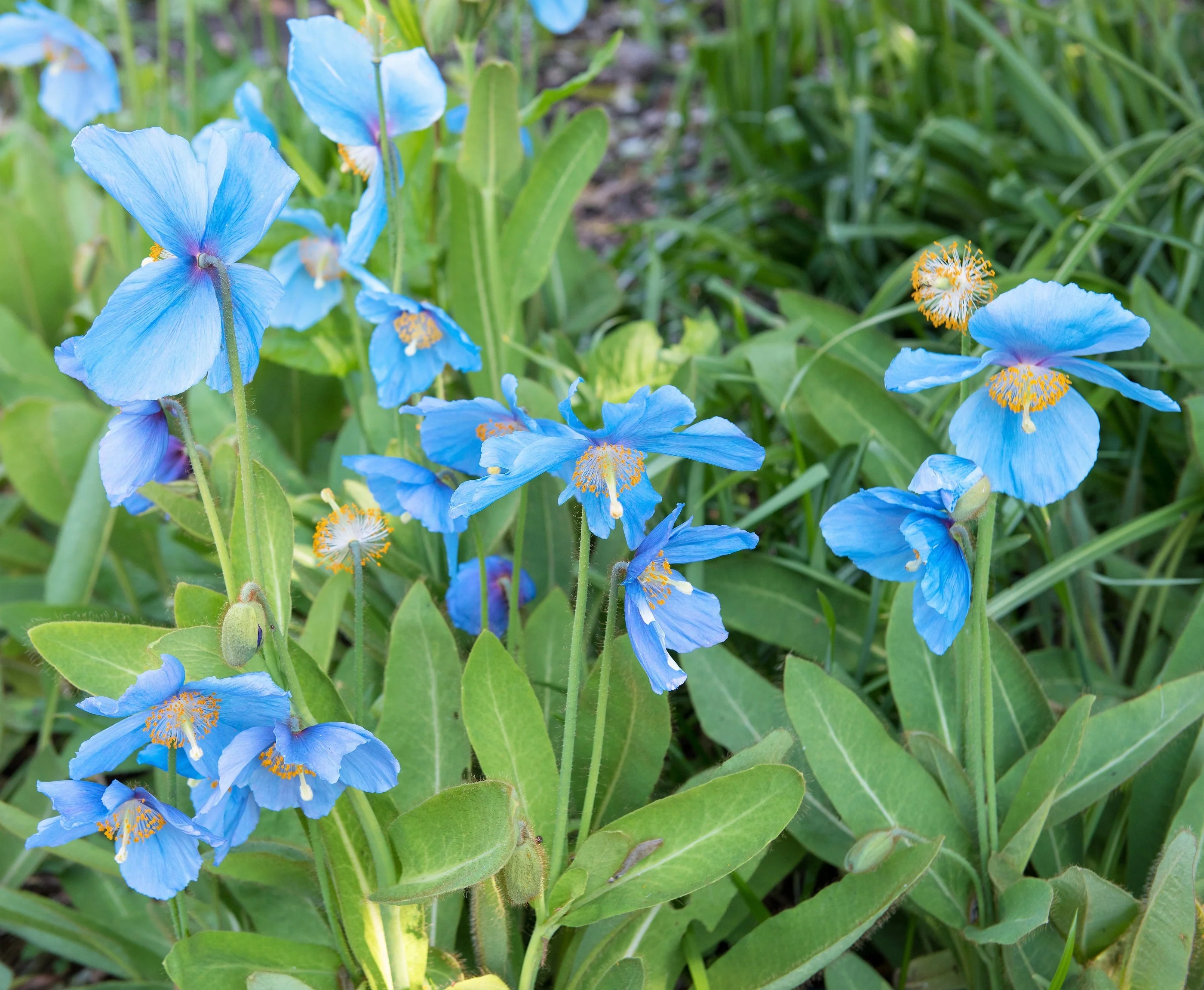 10 BLUE HIMALAYAN POPPY Tibetan Meconopsis Betonicifolia Flower Seeds - Image 8