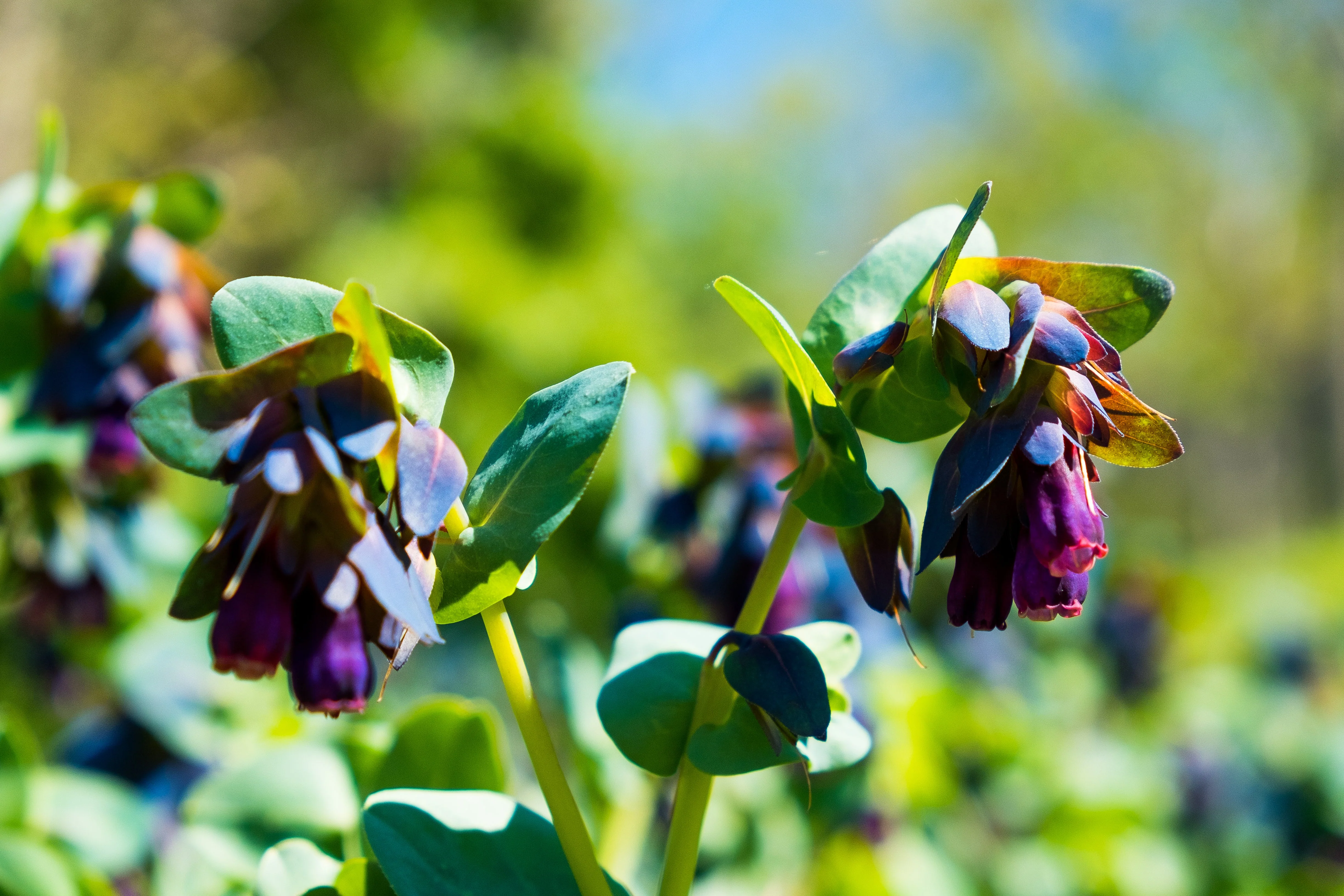 10 BLUE SHRIMP PLANT / Honeywort Cerinthe Major Flower Seeds - Image 8