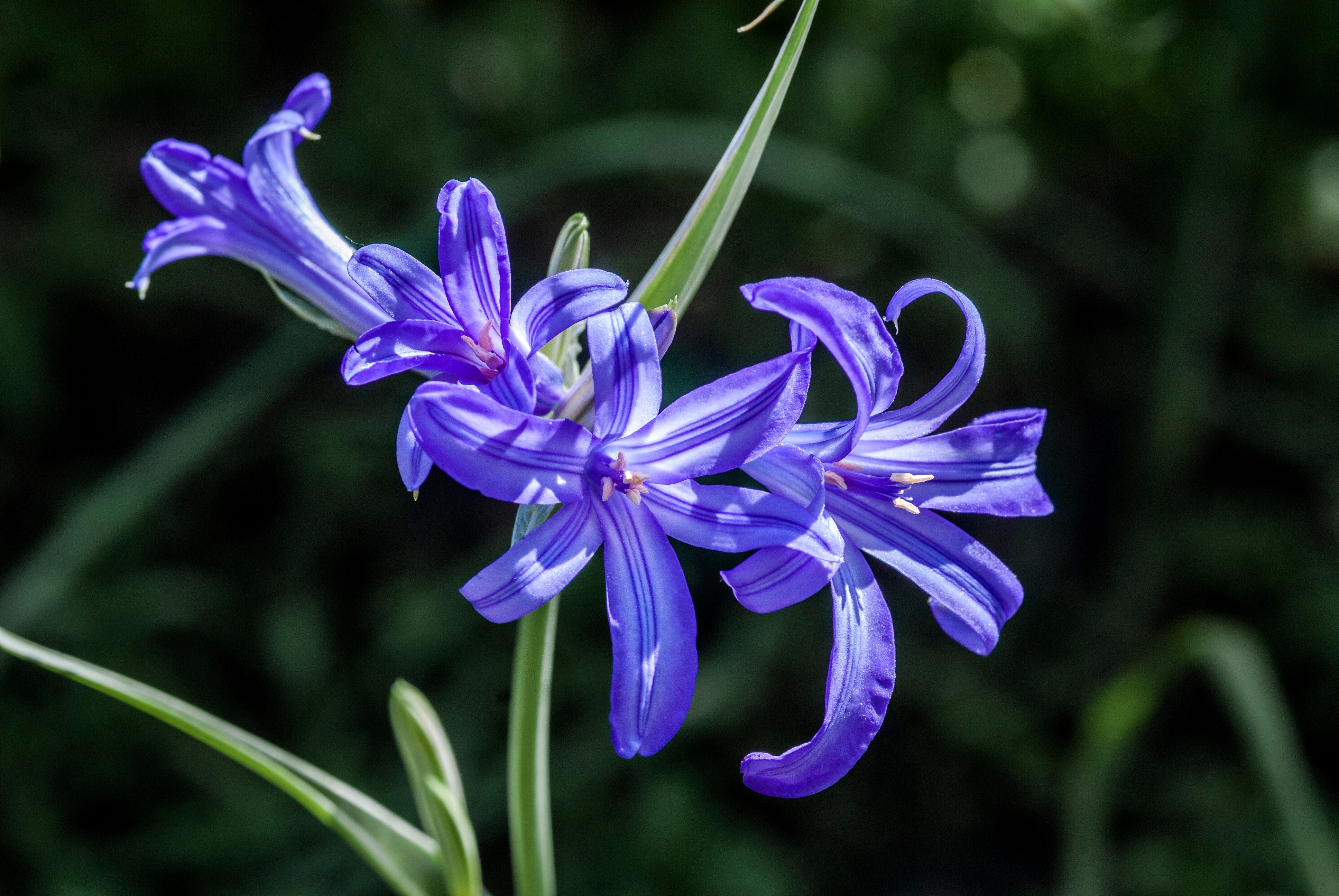 10 BLUE SIBERIAN LILY Mountain Ixia Altai Ixiolirion Tataricum Flower Seeds - Image 4