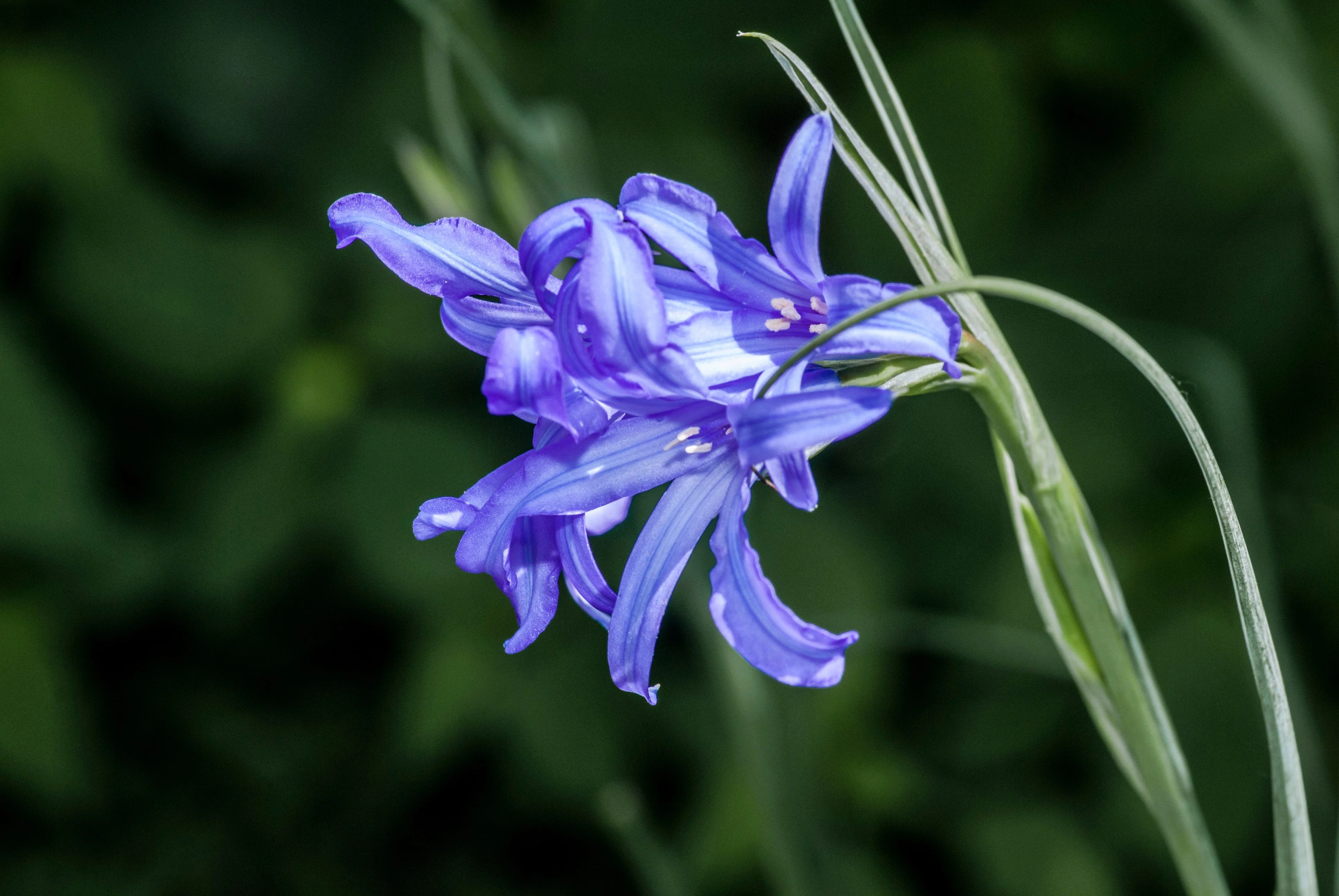 10 BLUE SIBERIAN LILY Mountain Ixia Altai Ixiolirion Tataricum Flower Seeds - Image 5