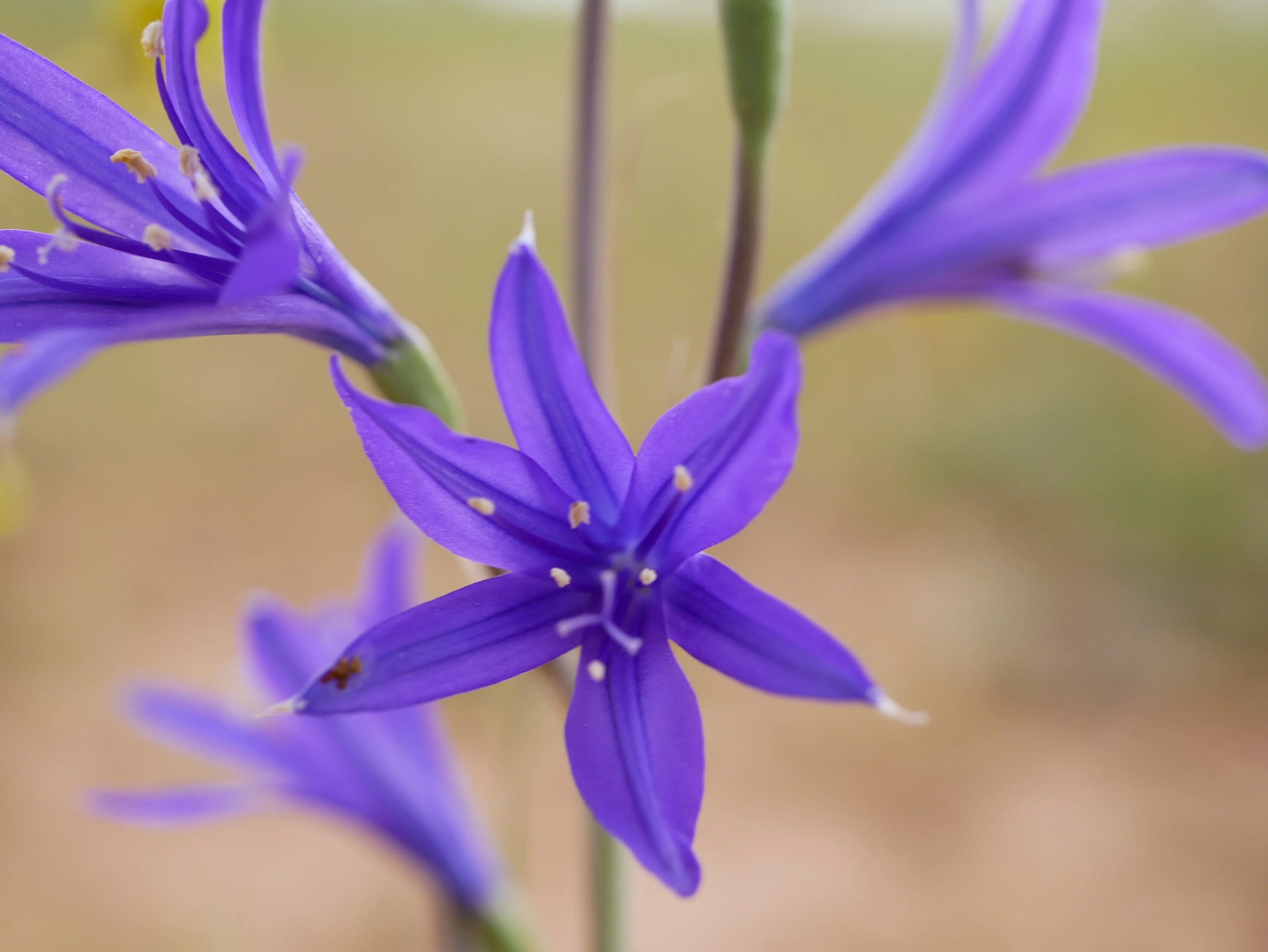 10 BLUE SIBERIAN LILY Mountain Ixia Altai Ixiolirion Tataricum Flower Seeds - Image 8