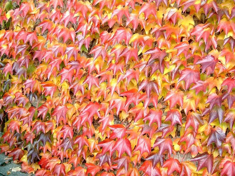 10 BOSTON IVY ( Bostonian Ivy / Wall Ivy ) Parthenocissus Tricuspidata Veitchii Vine Flower Seeds - Image 4