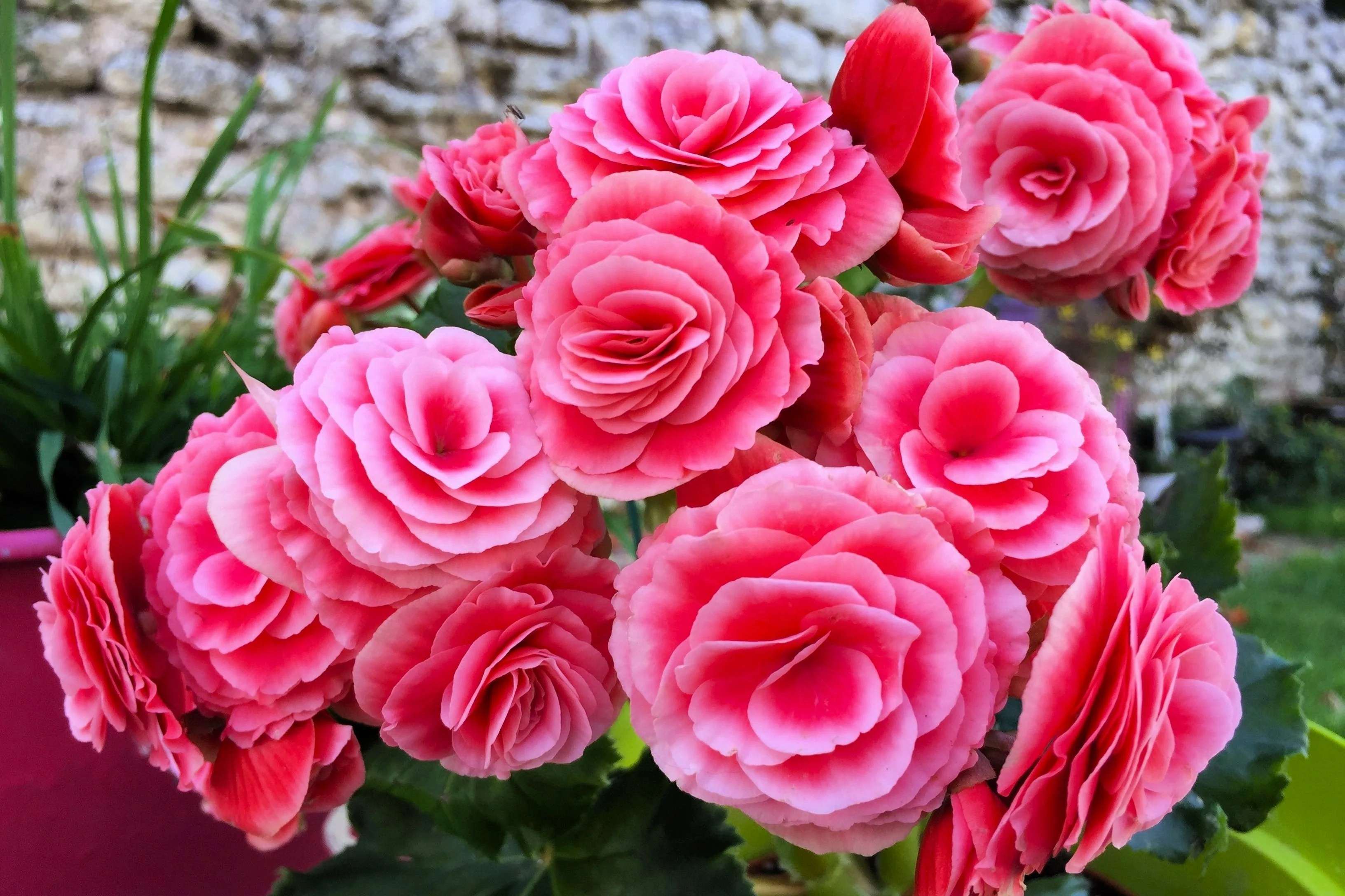 10 BRIGHT PINK DOUBLE BEGONIA Tuberosa Tuberous Begonia Shade Flower Seeds - Image 6