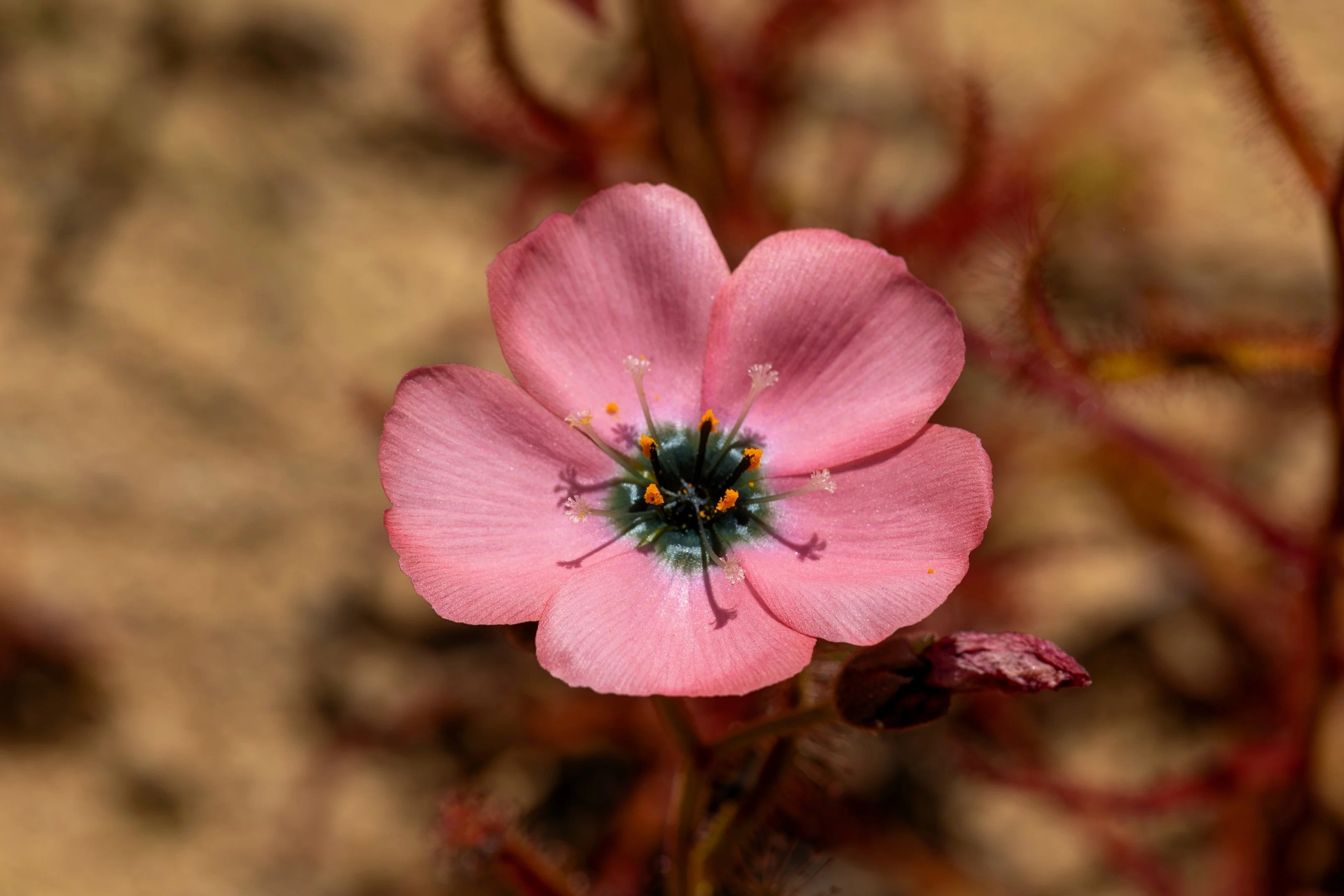 10 CARNIVOROUS SUNDEW PLANT Drosera Flower Seeds - Image 13