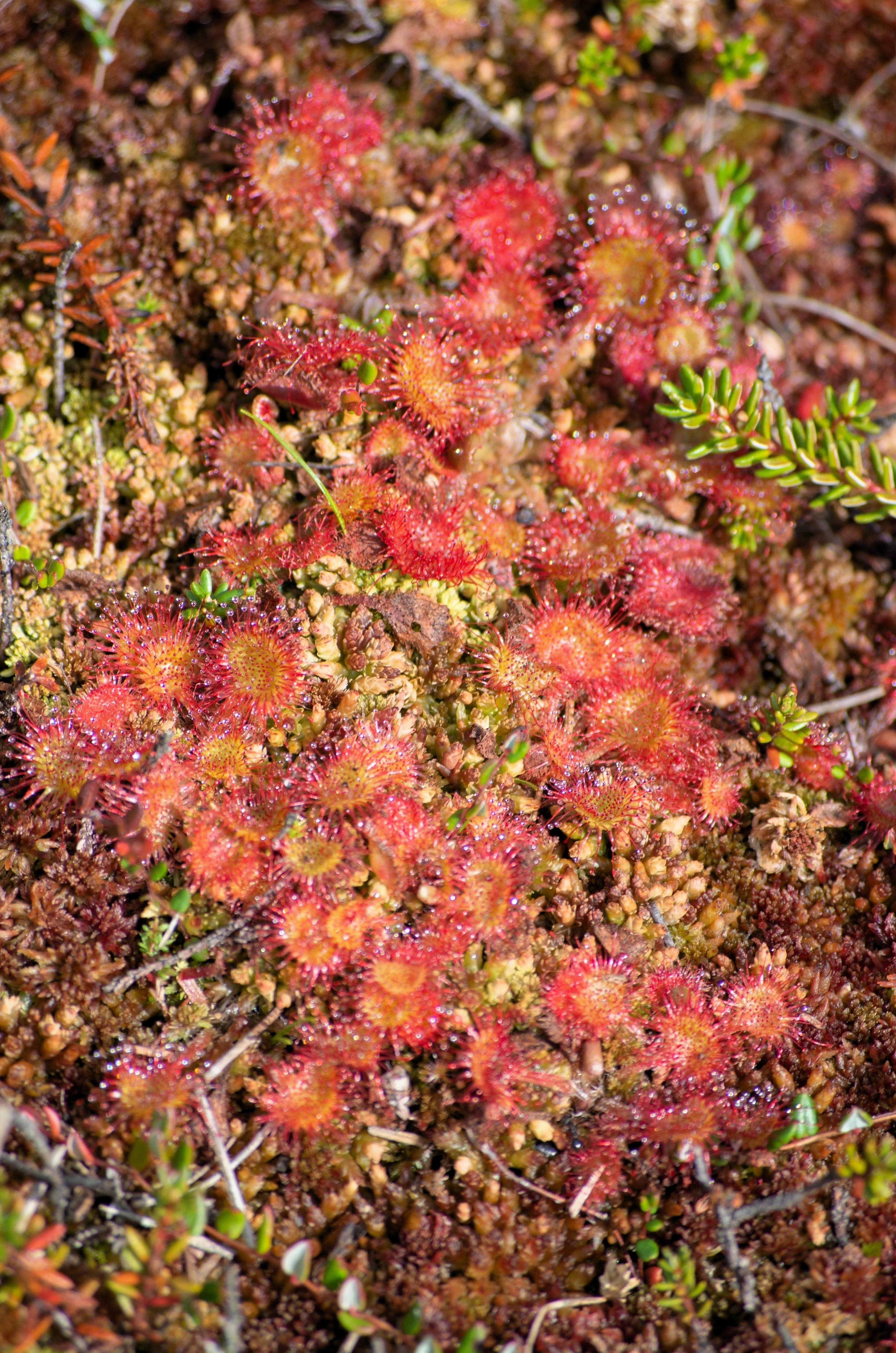 10 CARNIVOROUS SUNDEW PLANT Drosera Flower Seeds - Image 16