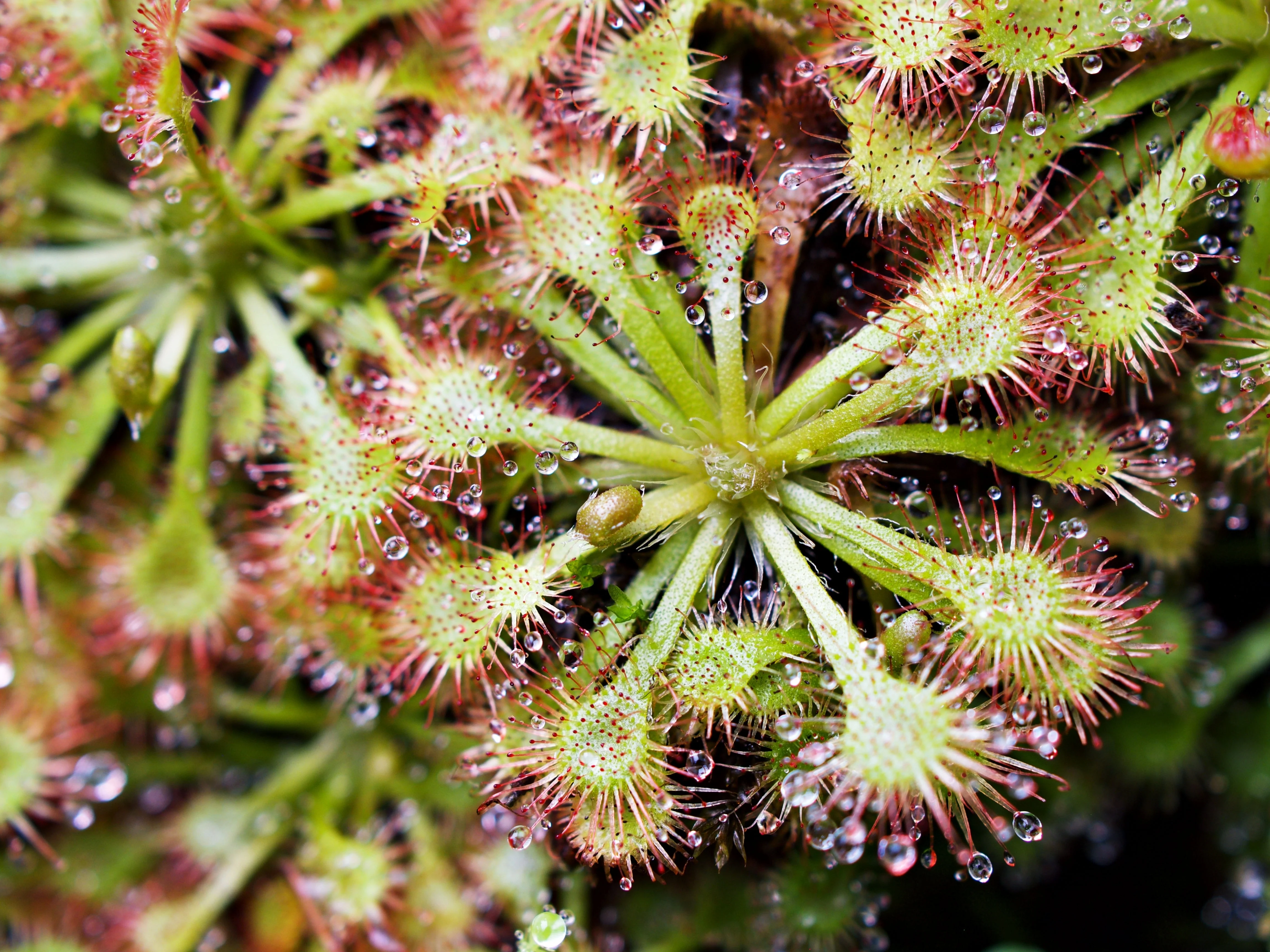10 CARNIVOROUS SUNDEW PLANT Drosera Flower Seeds - Image 4