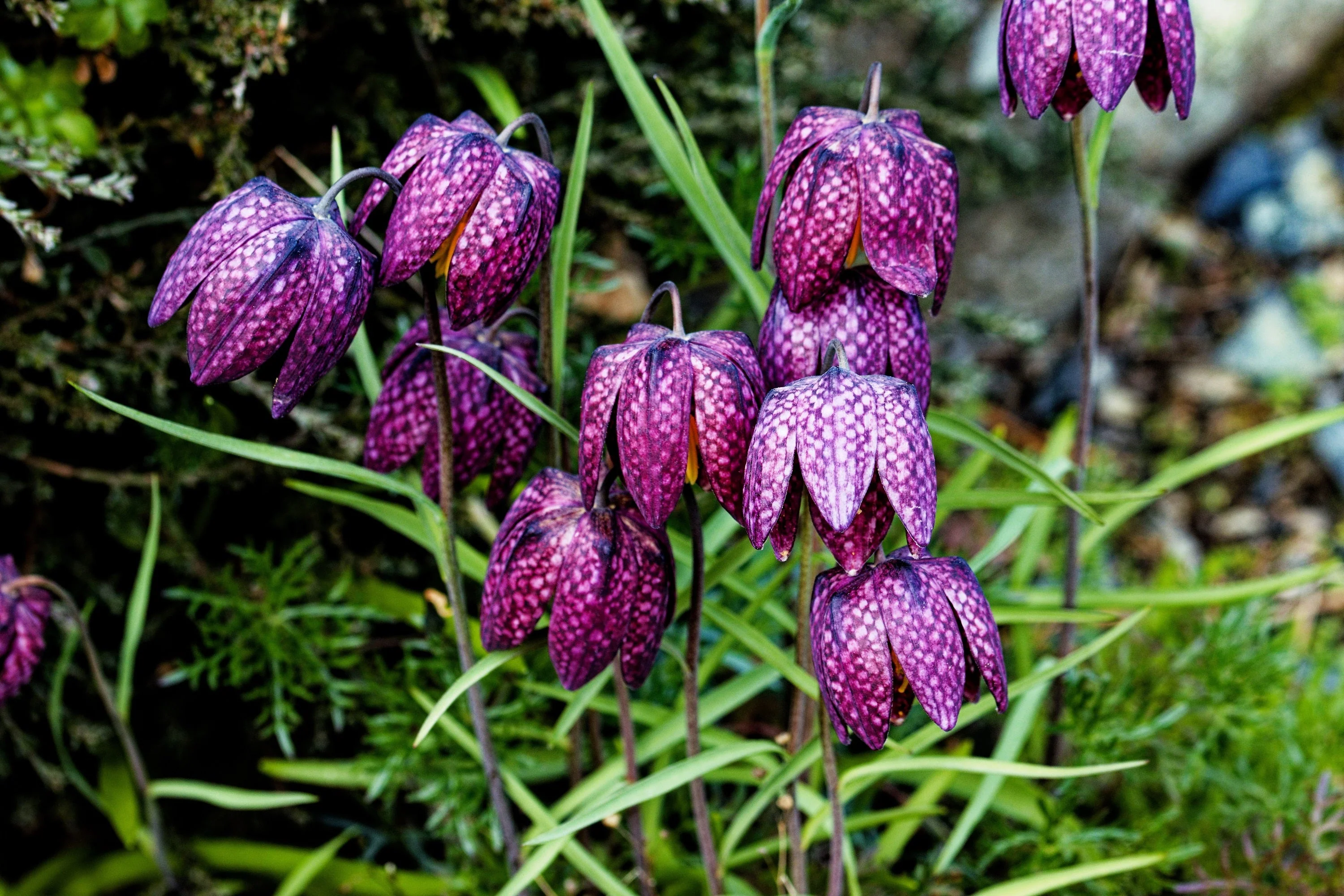 10 CHECKER LILY Fritillaria Affinis Chocolate Mission Bells Flower Seeds - Image 9