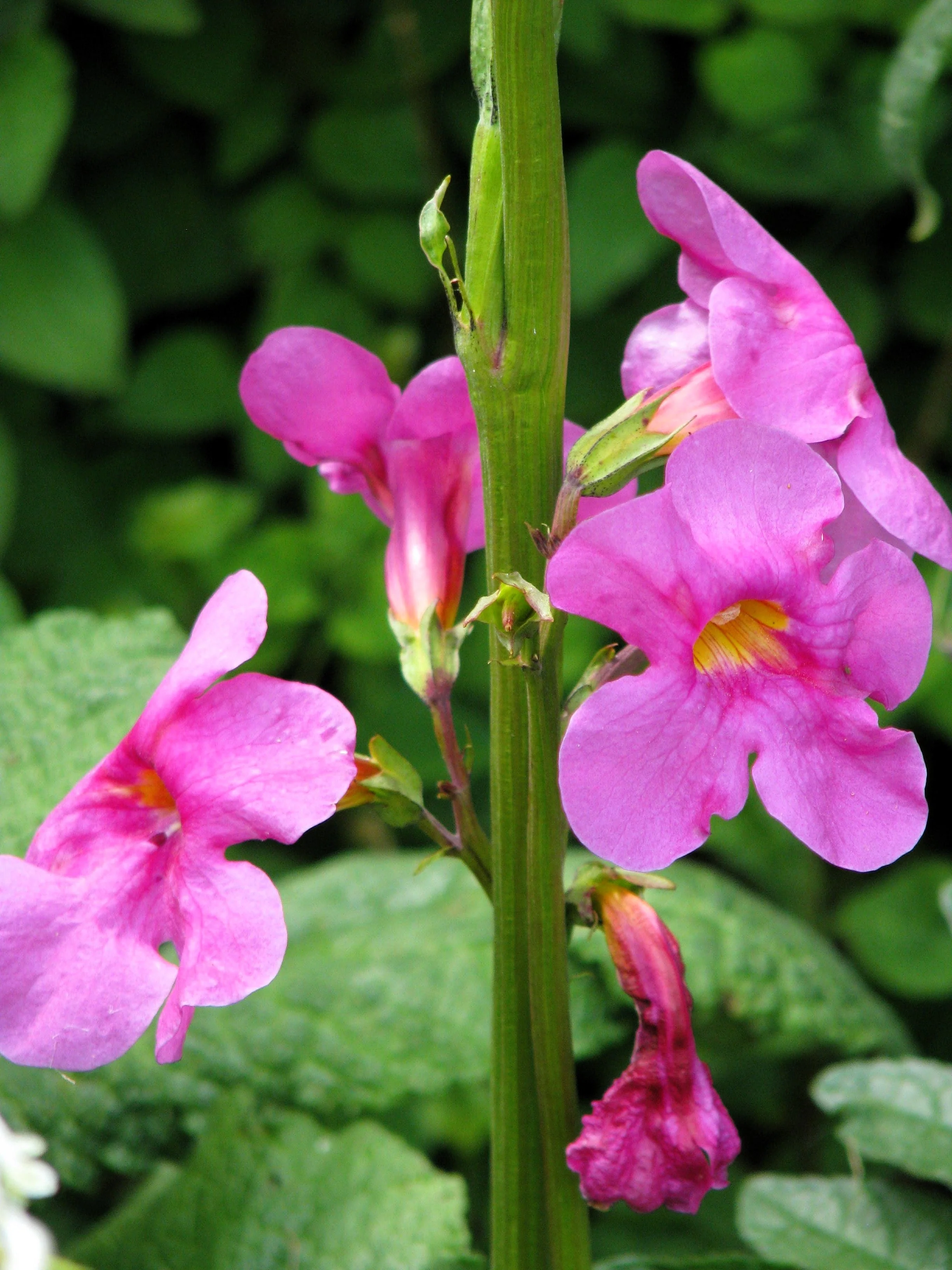 10 Cheron PINK HARDY GLOXINIA Incarvillea Delavayi Flower Seeds - Image 7