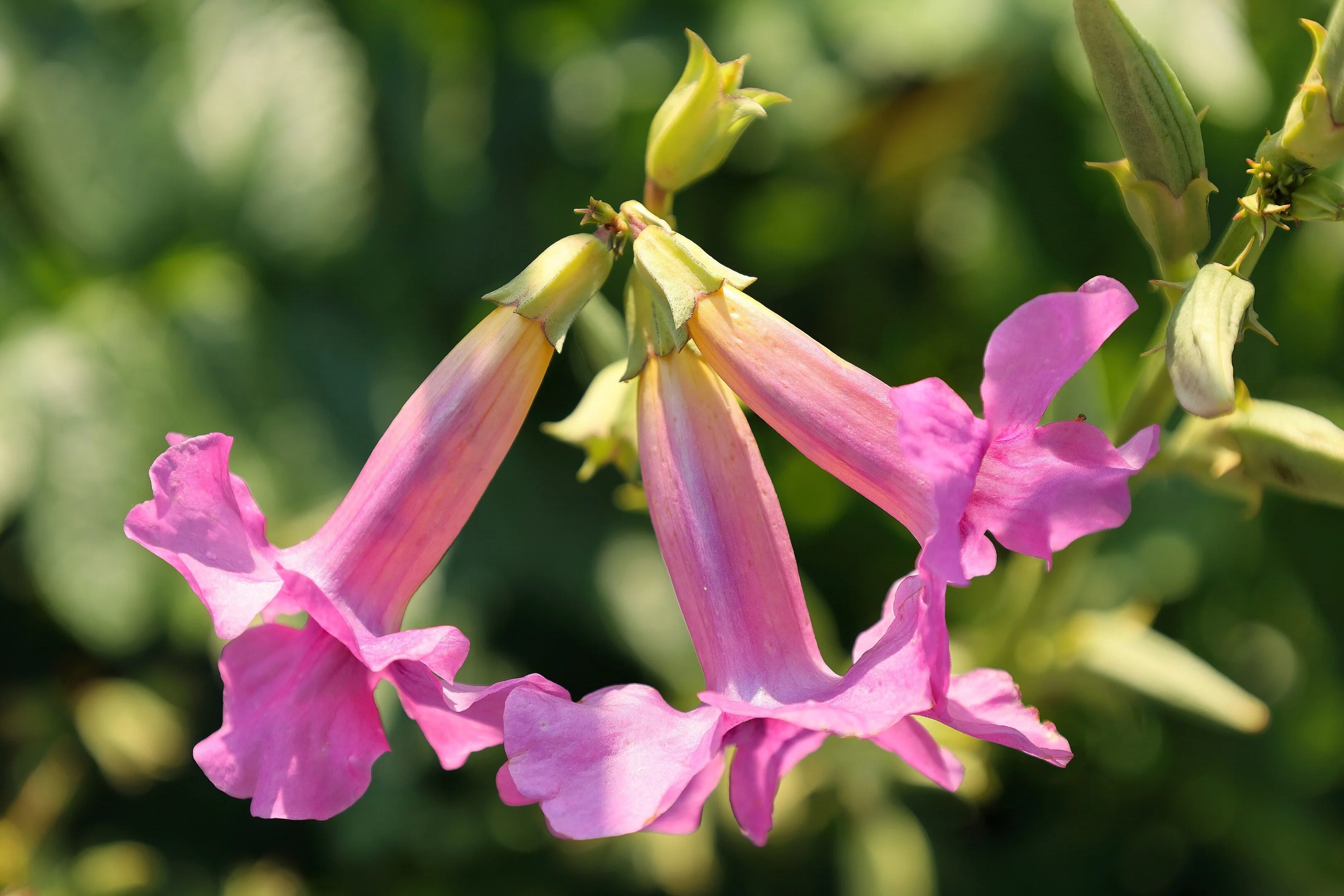 10 Cheron PINK HARDY GLOXINIA Incarvillea Delavayi Flower Seeds - Image 8