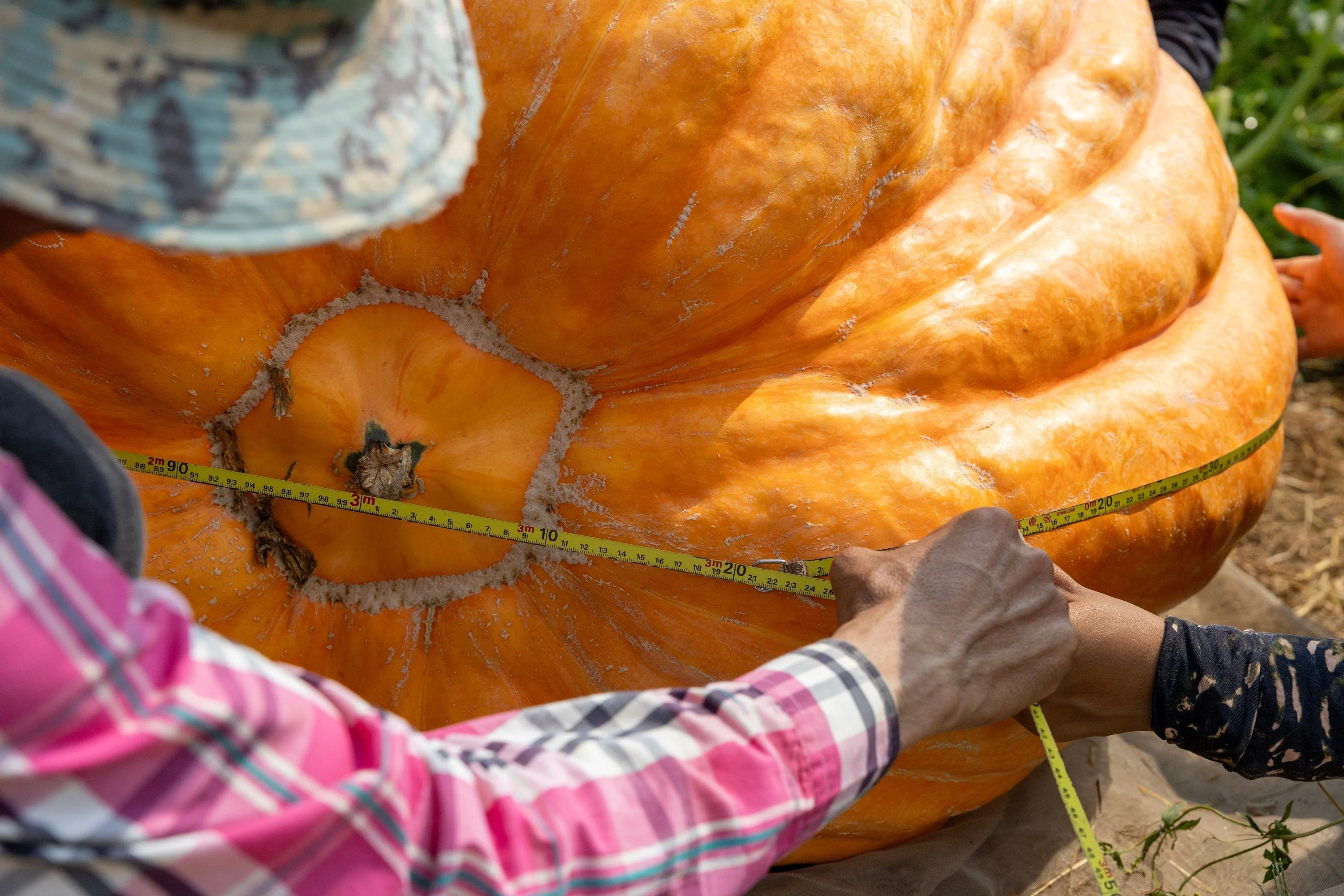 10 Dill's ATLANTIC GIANT PUMPKIN Up to 2000 lb Cucurbita Vegetable Seeds - Image 5