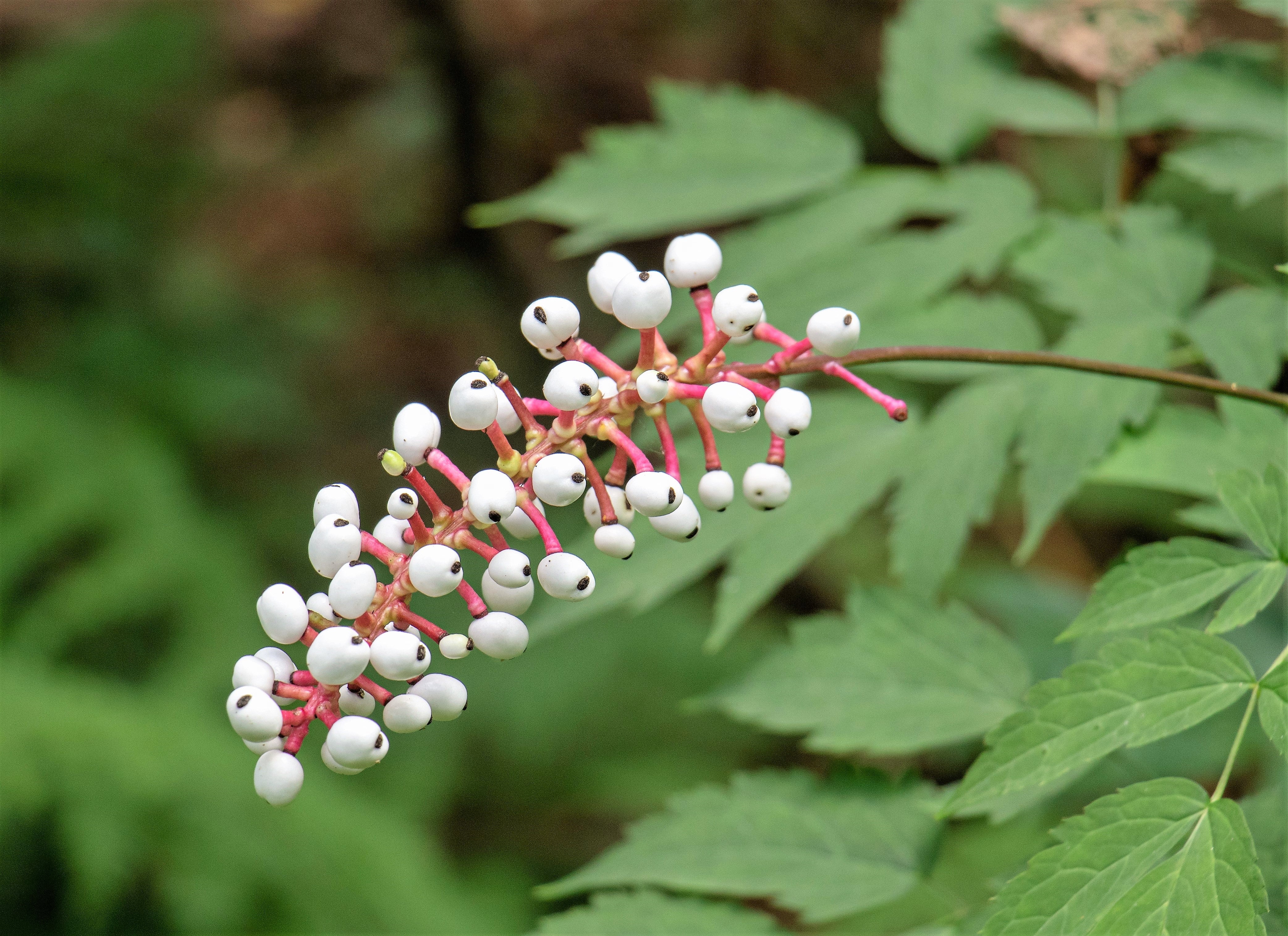 10 DOLL'S EYES Flower White Baneberry Cohosh Actaea Pachypoda Alba Seeds - Image 4