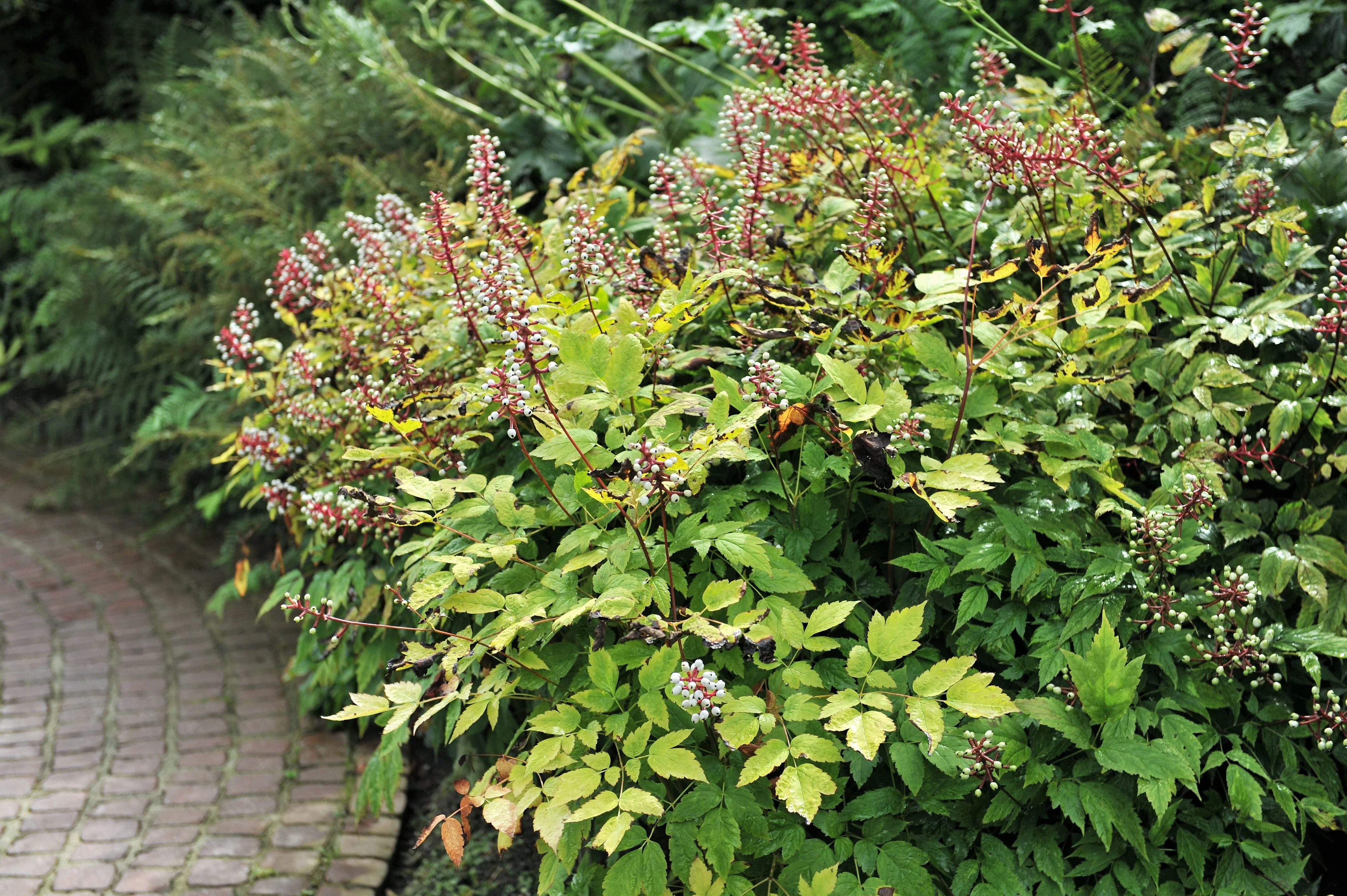 10 DOLL'S EYES Flower White Baneberry Cohosh Actaea Pachypoda Alba Seeds - Image 6