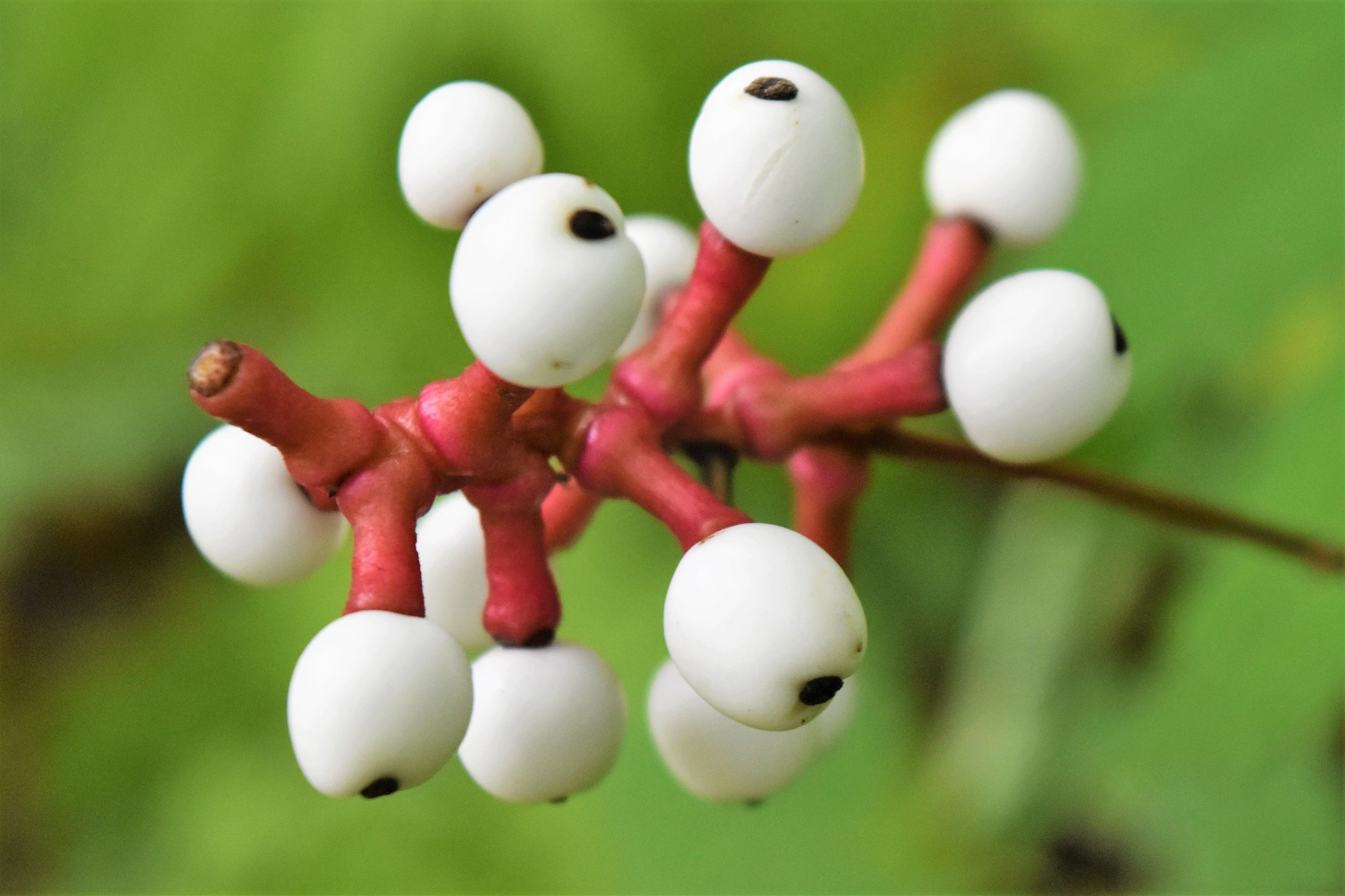 10 DOLL'S EYES Flower White Baneberry Cohosh Actaea Pachypoda Alba Seeds - Image 9