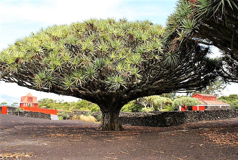 10 DRAGON TREE Dracaena Draco Canary Island Drago Blood Asparagus Yucca Evergreen Succulent Houseplant Orange Berry White Flower Seeds - Image 3
