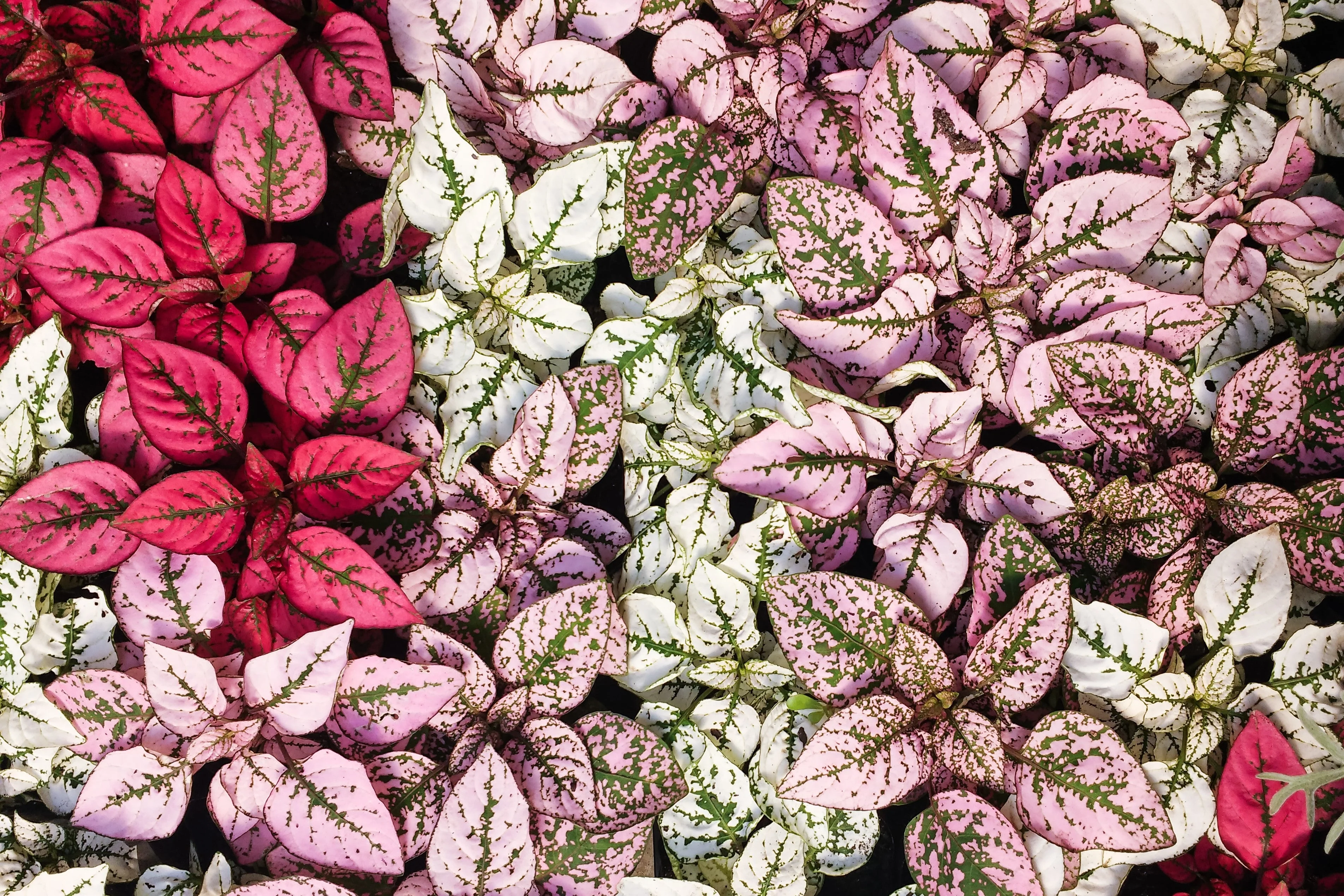 10 Dwarf Mixed Colors POLKA DOT PLANT Red Pink White Rose Splash Select Hypoestes Phyllostachya Flower Houseplant Seeds - Image 2