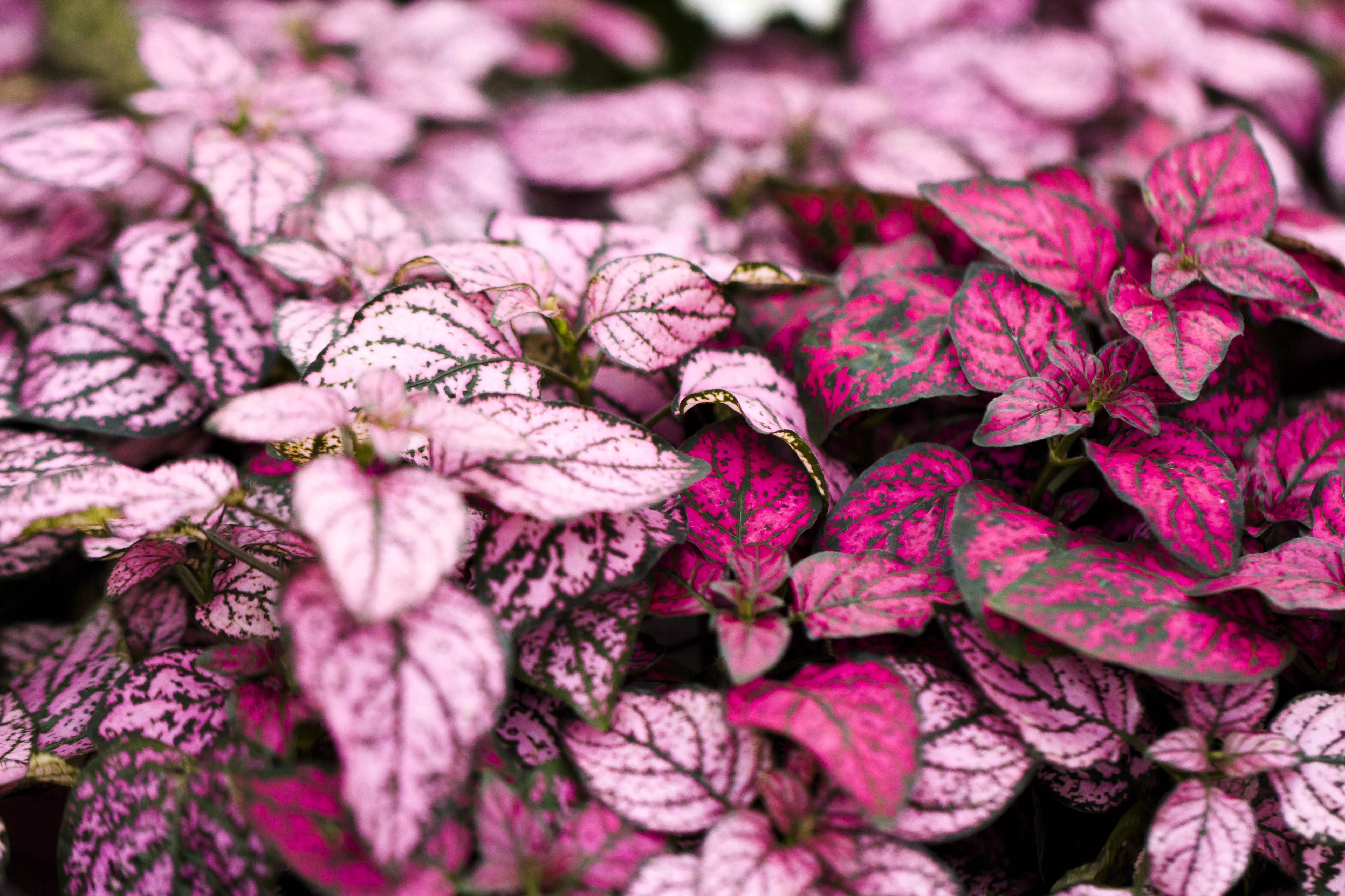 10 Dwarf Mixed Colors POLKA DOT PLANT Red Pink White Rose Splash Select Hypoestes Phyllostachya Flower Houseplant Seeds - Image 6