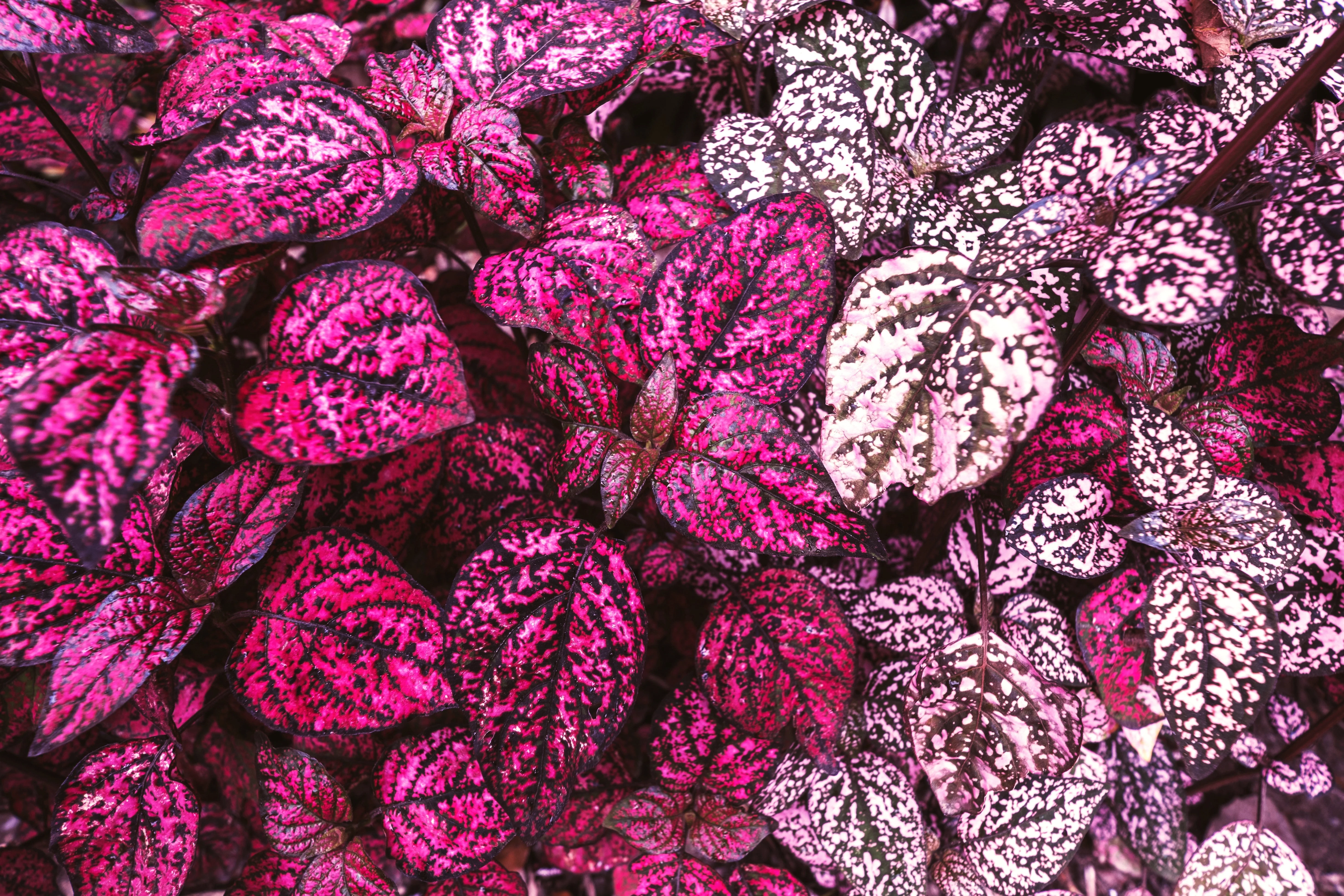 10 Dwarf ROSE Pink POLKA DOT PLANT Splash Select Hypoestes Phyllostachya Flower Houseplant Seeds - Image 4