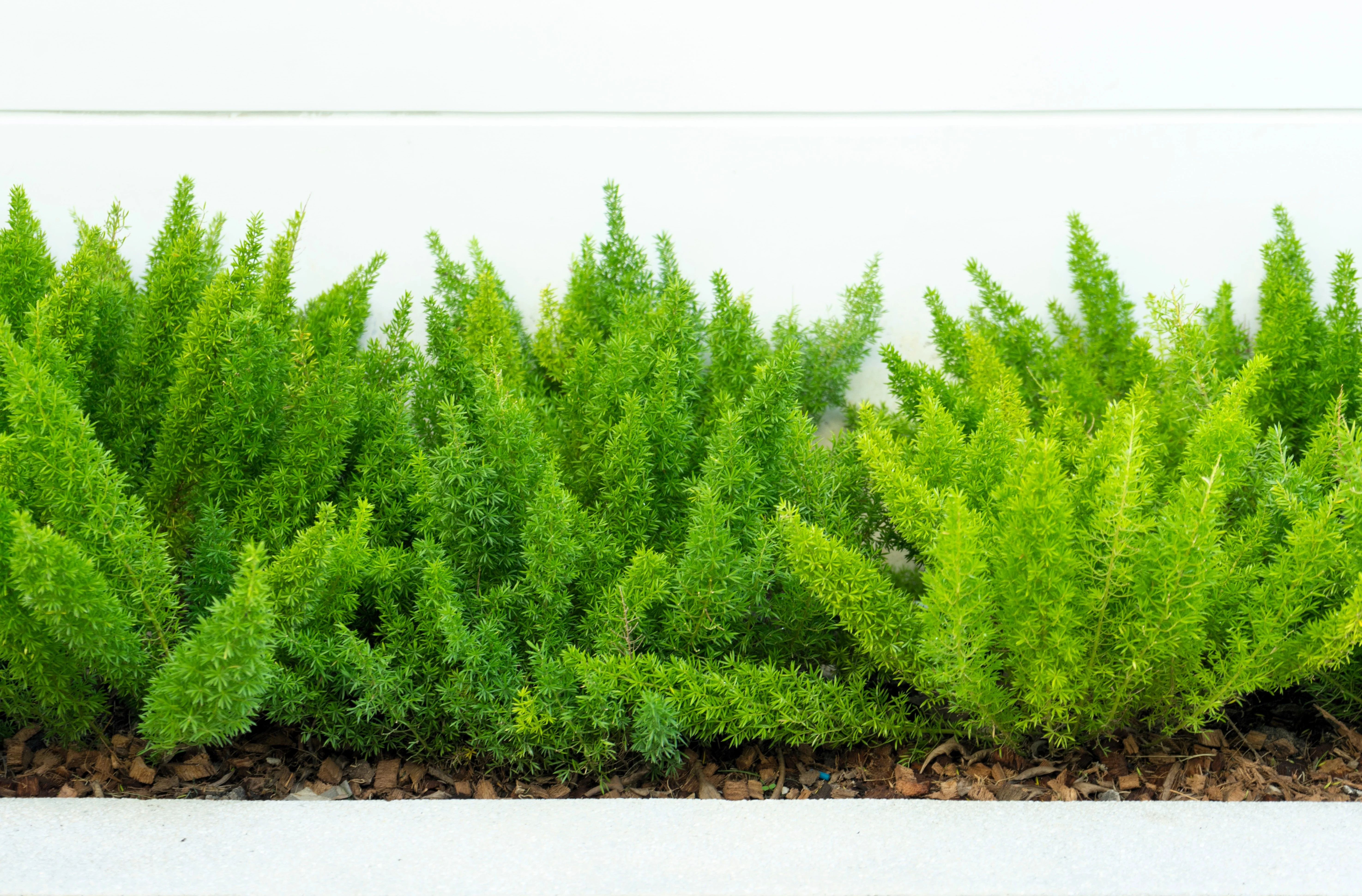 10 EMERALD ASPARAGUS FERN A. Densiflorus Mazeppa Houseplant Flower Seeds - Image 5