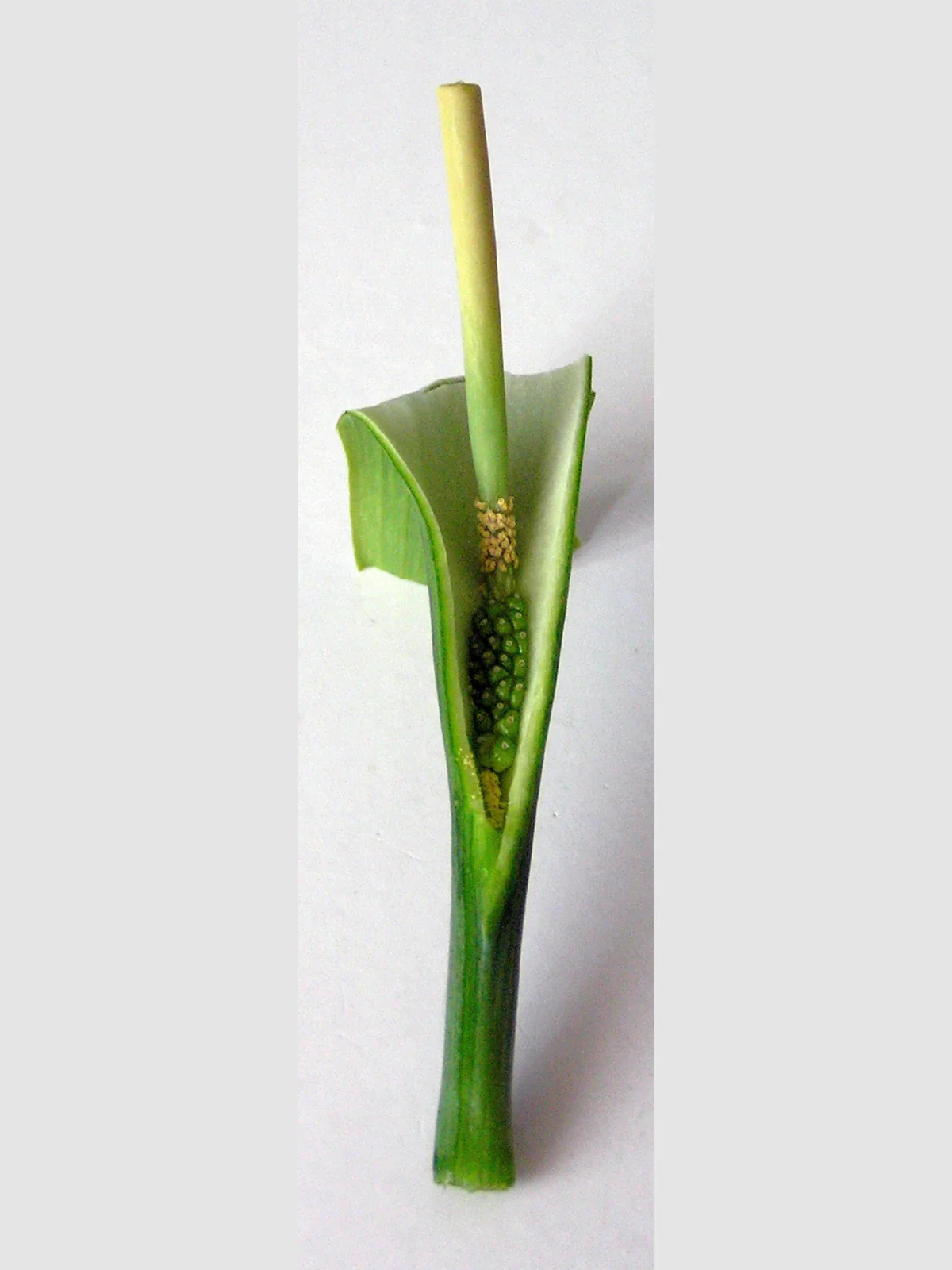 10 Fan-Leaf Chinese GREEN DRAGON Arum Pinellia Pedatisecta Houseplant Shade Flower Seeds - Image 3