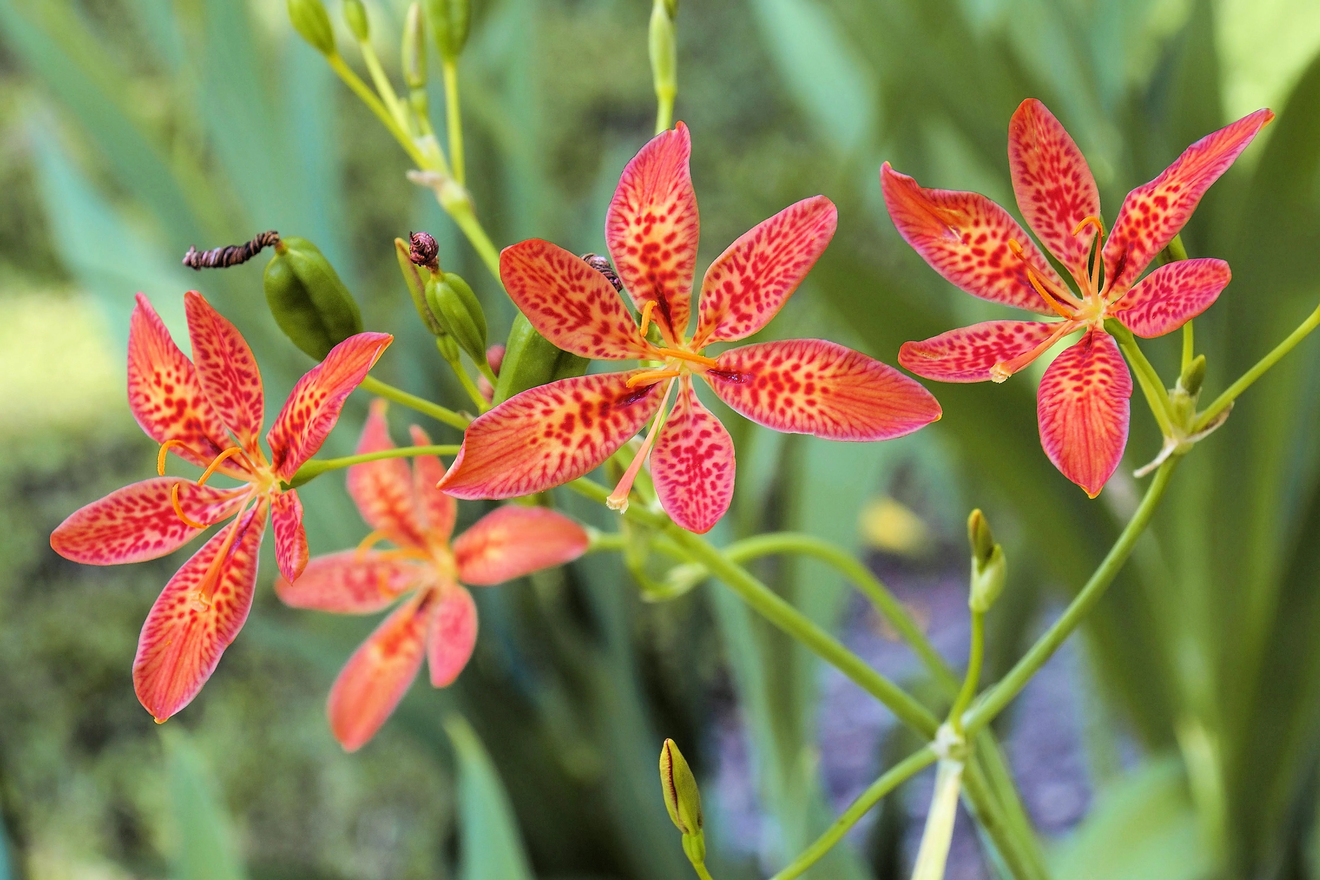 10 FRECKLEFACE BLACKBERRY LILY (Leopard Lily) Belamcanda Chinensis Iris Domestica Flower Seeds - Image 2