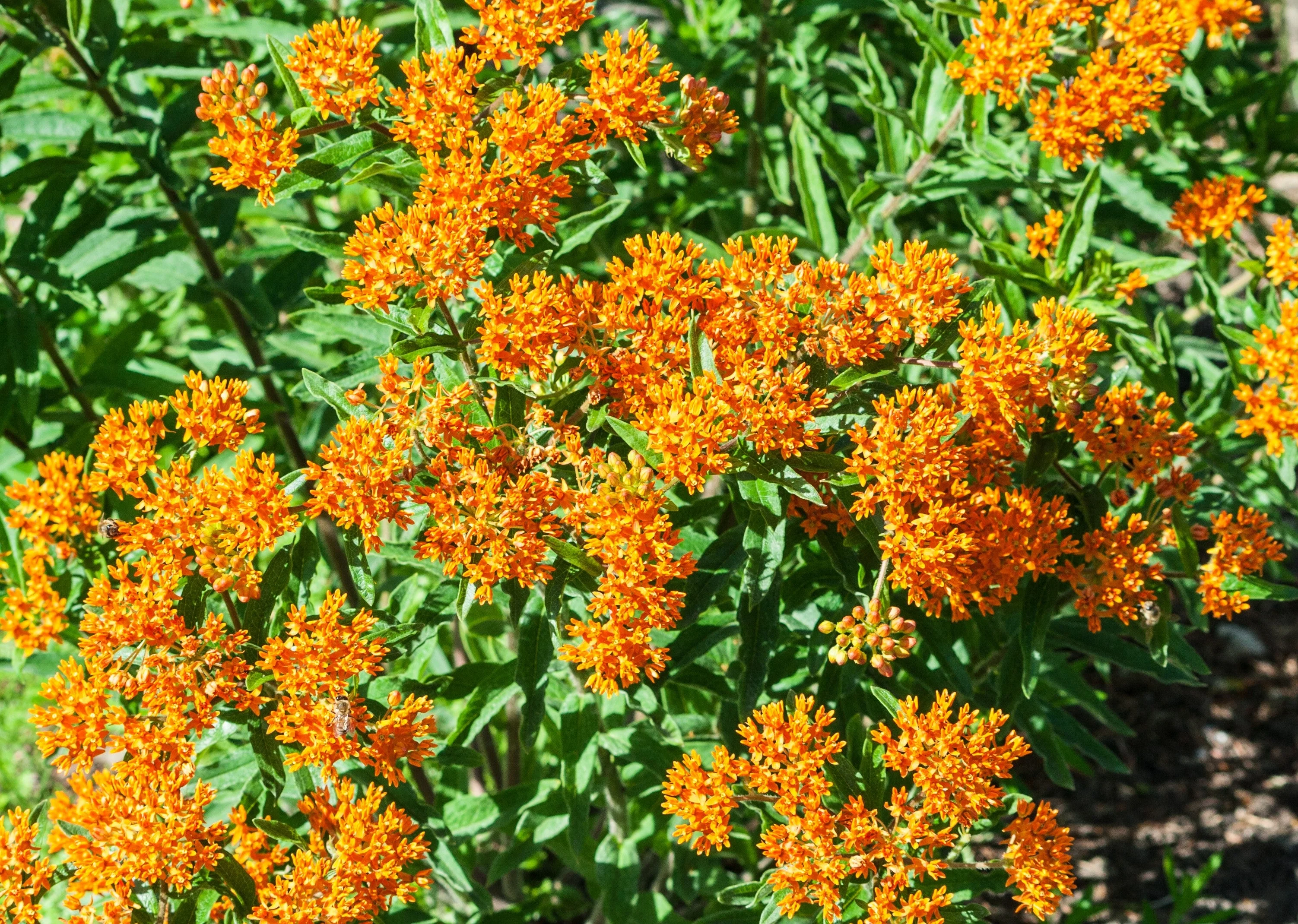 10 GAY BUTTERFLIES MILKWEED Red Yellow Orange Mix Asclepias Tuberosa Butterfly Weed Flower Seeds - Image 5