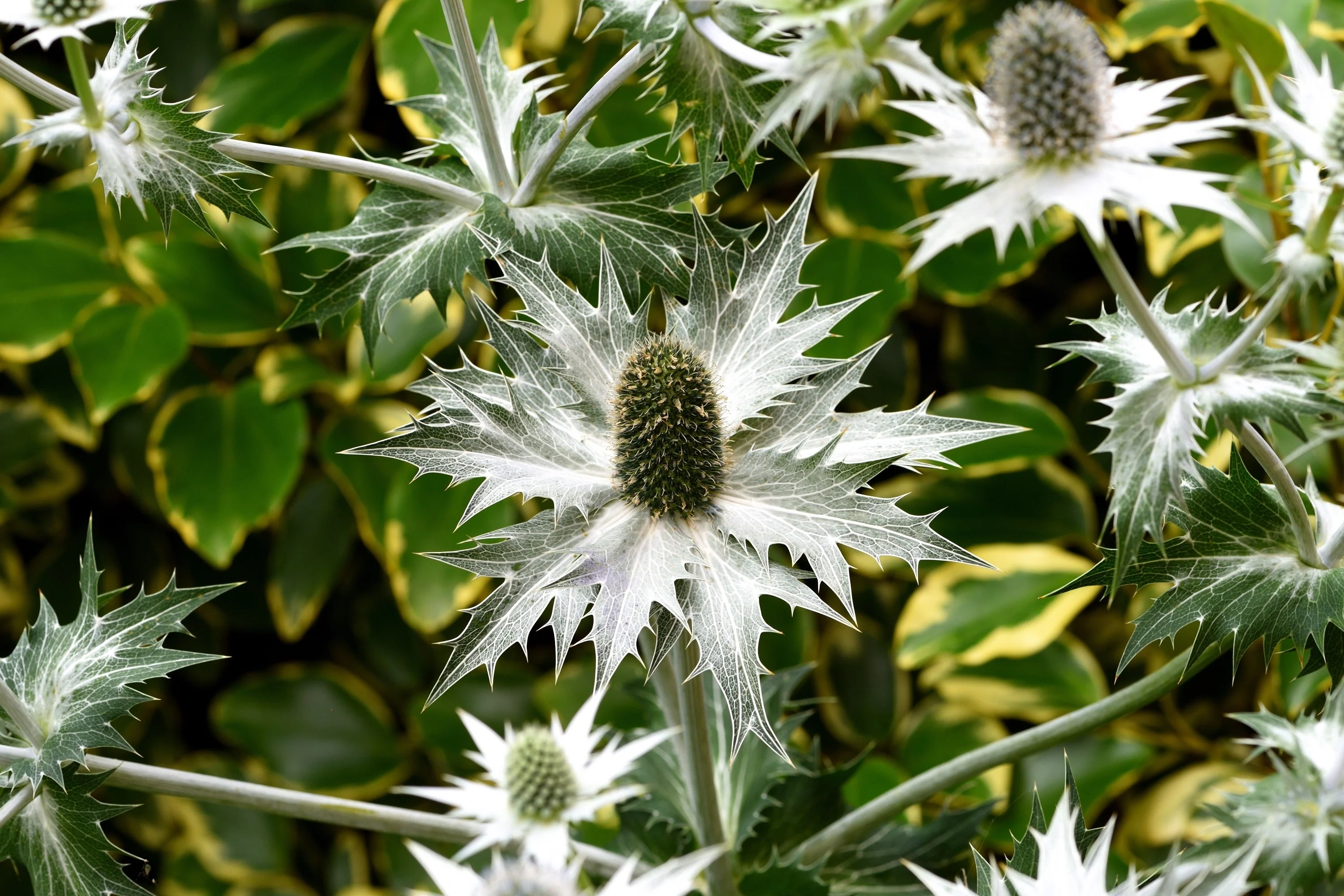 10 Giant SILVER SEA HOLLY Eryngium Giganteum Miss Willmott's Ghost Flower Seeds - Image 11
