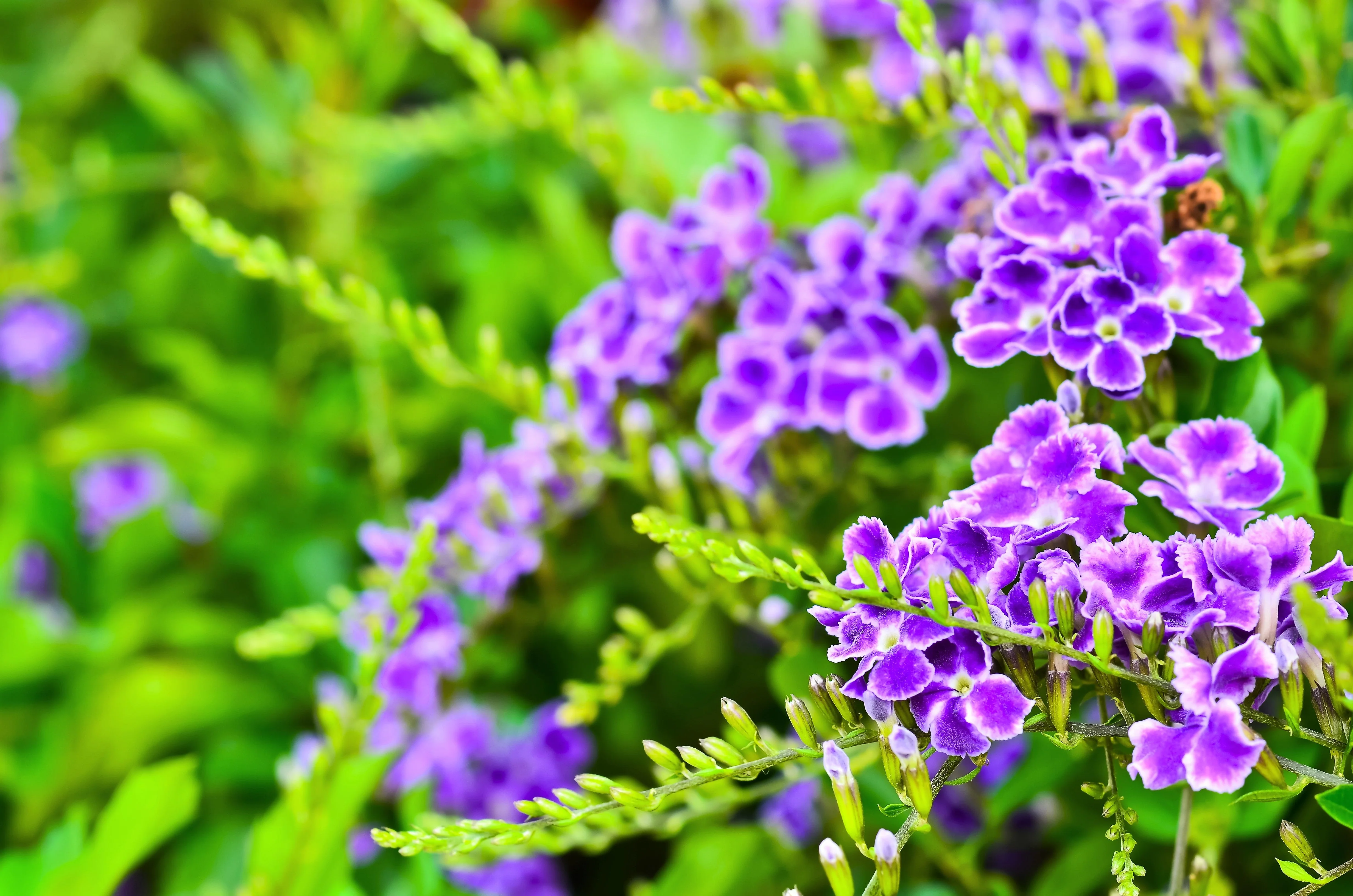 10 GOLDEN DEWDROP Duranta Erecta Repens Golden Foliage Blue Violet Purple White Flower Orange Ornamental Berry Shrub Seeds - Image 3