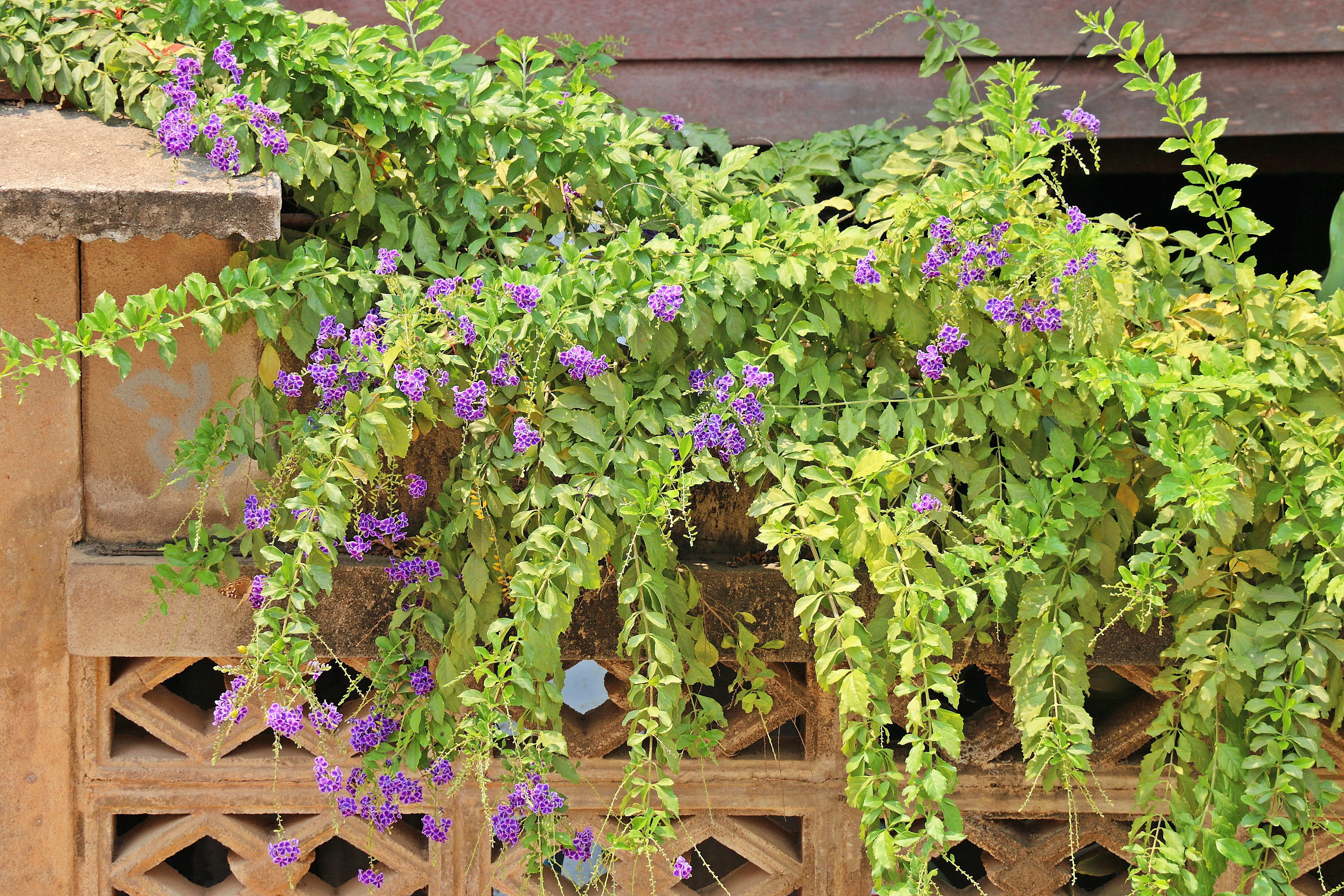 10 GOLDEN DEWDROP Duranta Erecta Repens Golden Foliage Blue Violet Purple White Flower Orange Ornamental Berry Shrub Seeds - Image 7